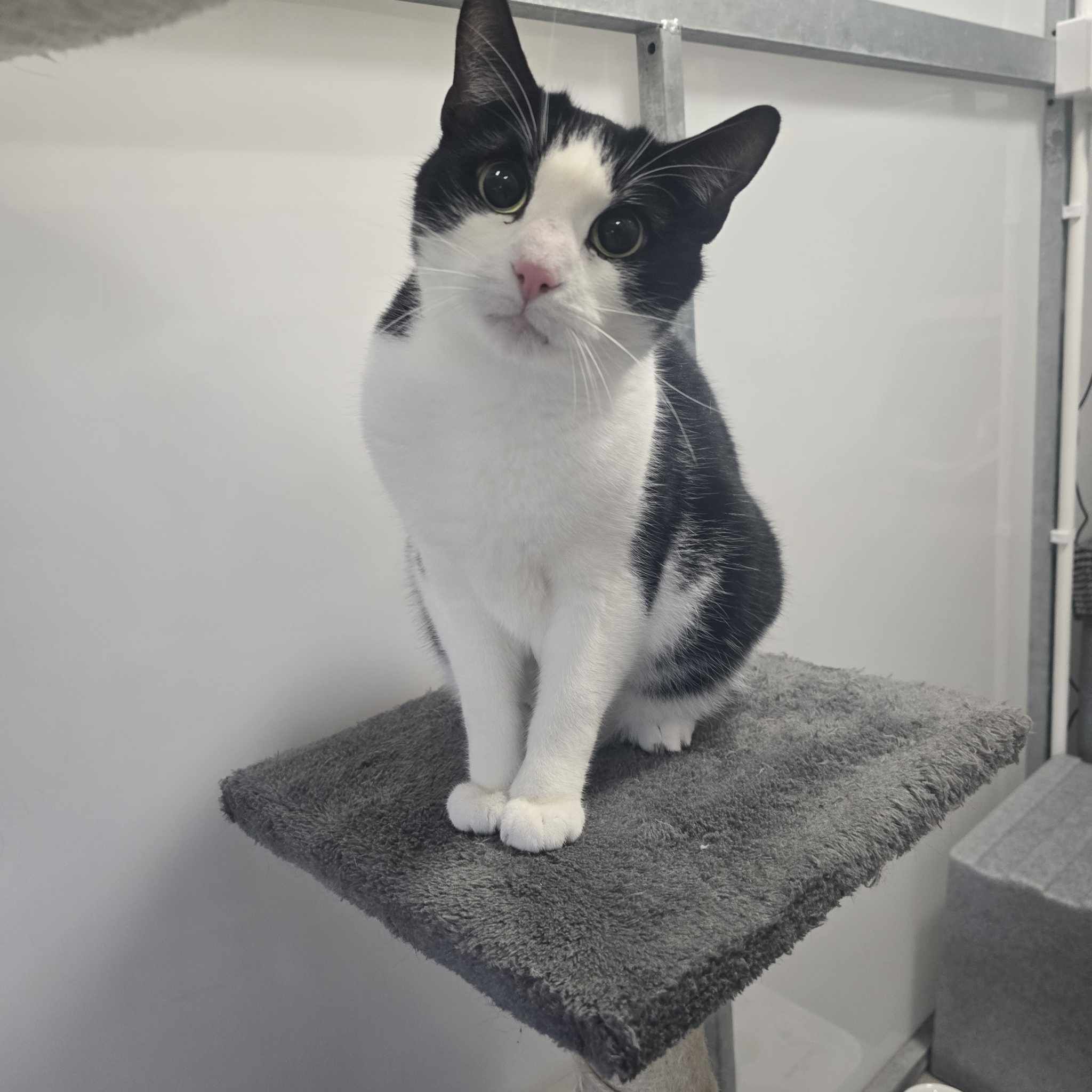 Jelly Tot- 2 Year Old Male
