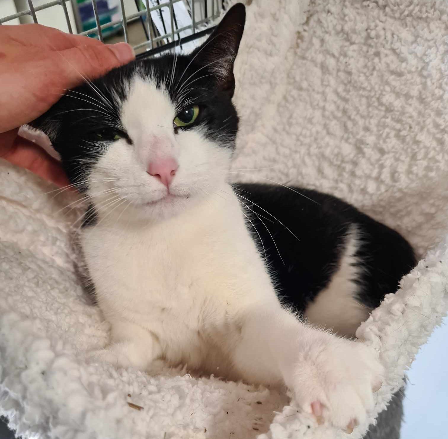 Jelly Tot- 2 Year Old Male