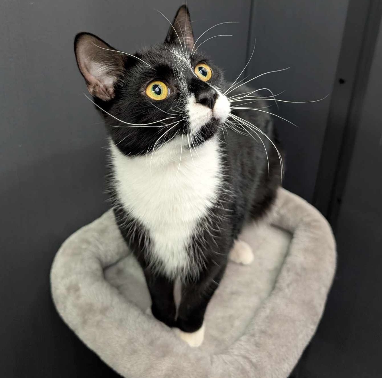 Dalton and Chester- 10 Month old Male and Female