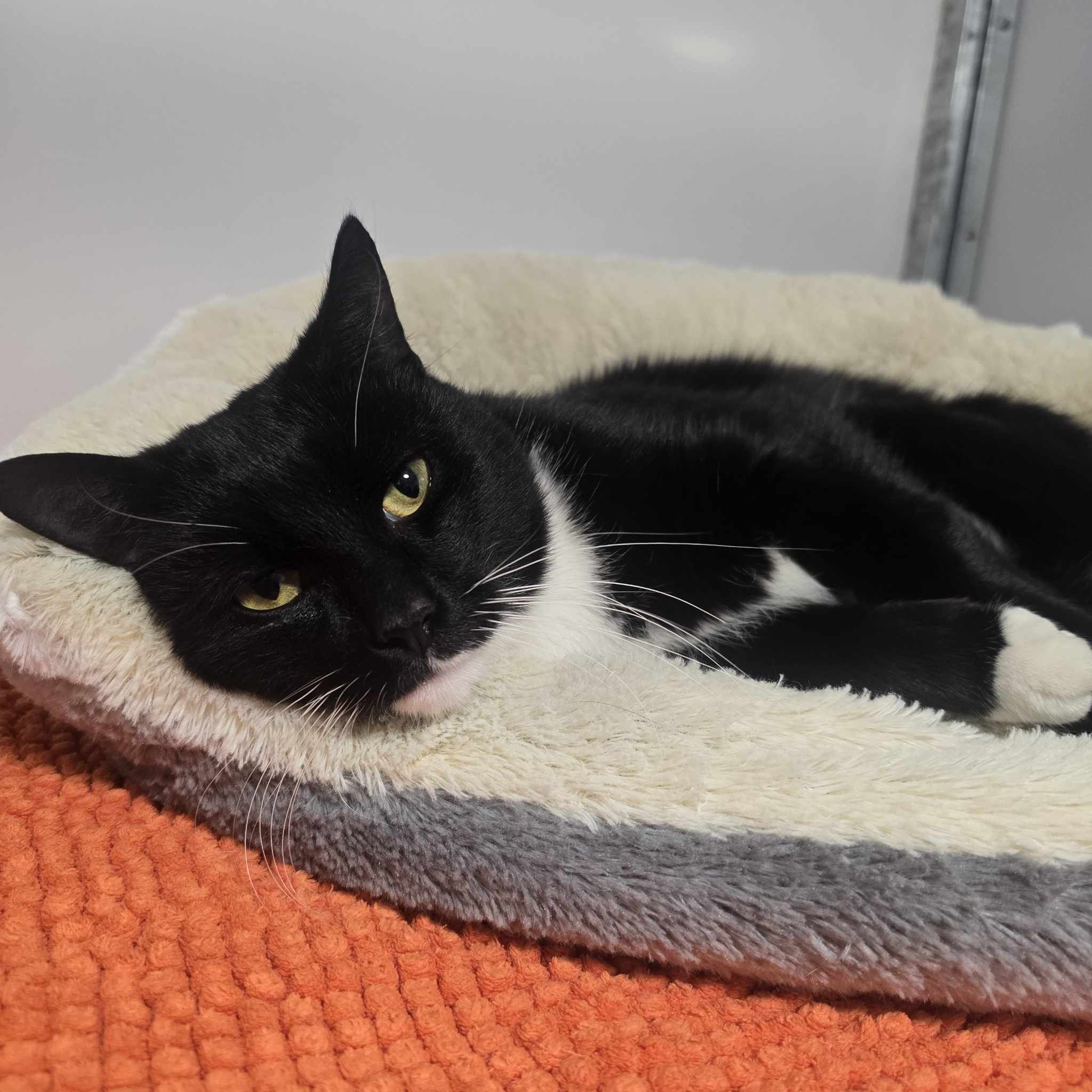 Waffle- 2 Year Old Male- RESERVED