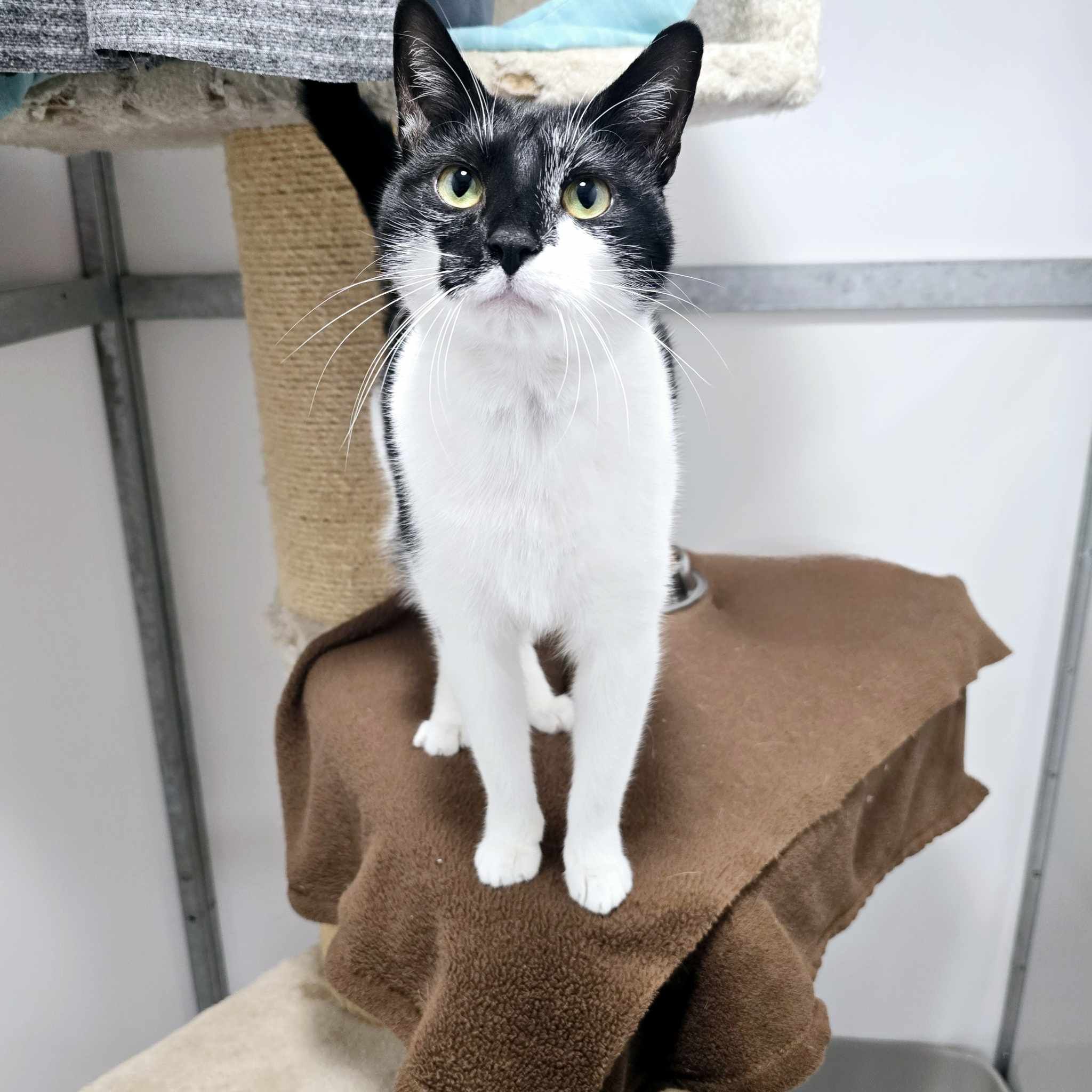 Peppa- 1 Year Old Female