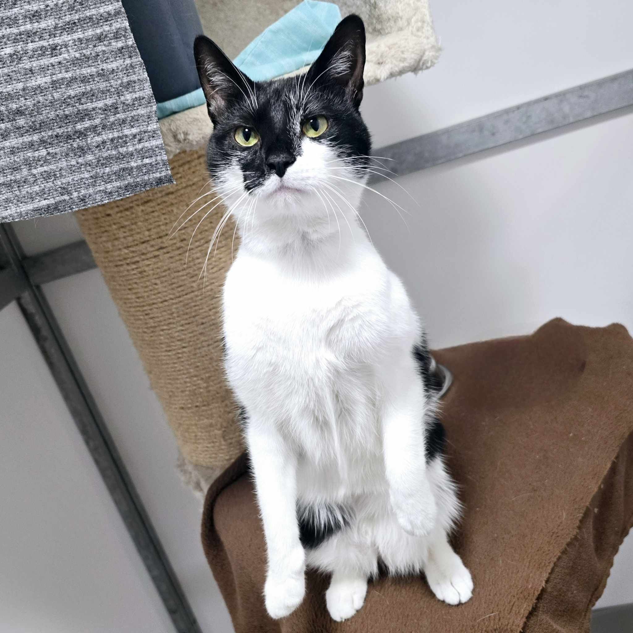 Peppa- 1 Year Old Female