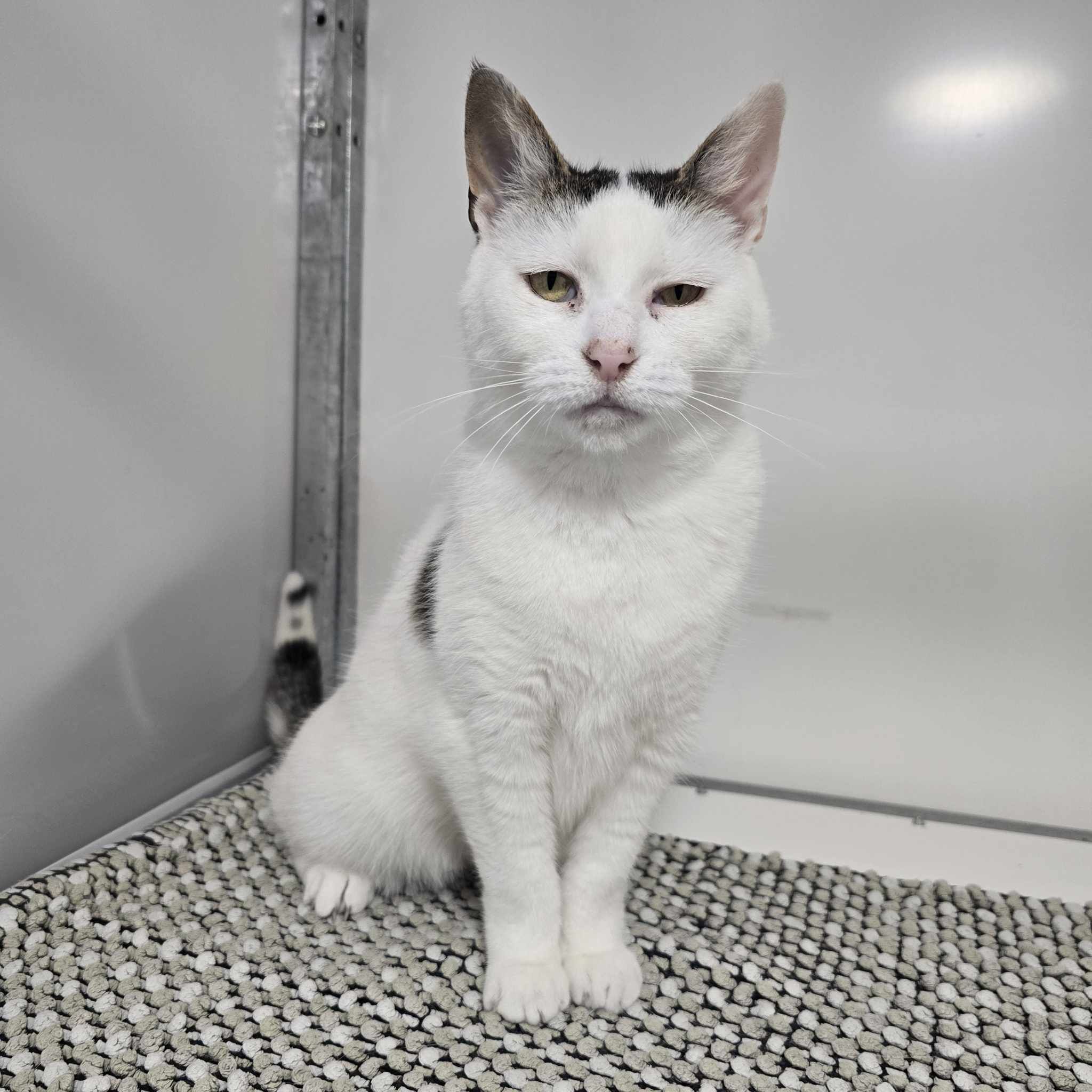 Gloria- 11 Year Old Female- RESERVED