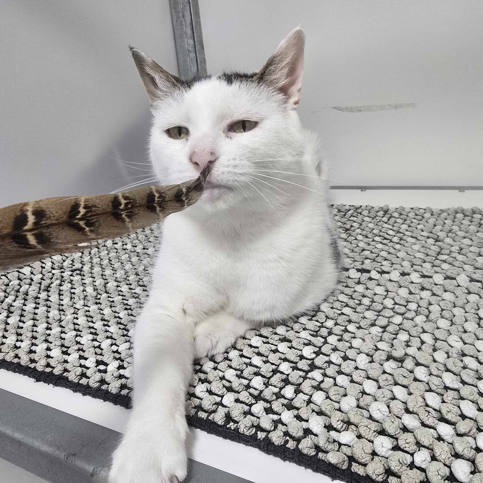 Gloria- 11 Year Old Female- RESERVED
