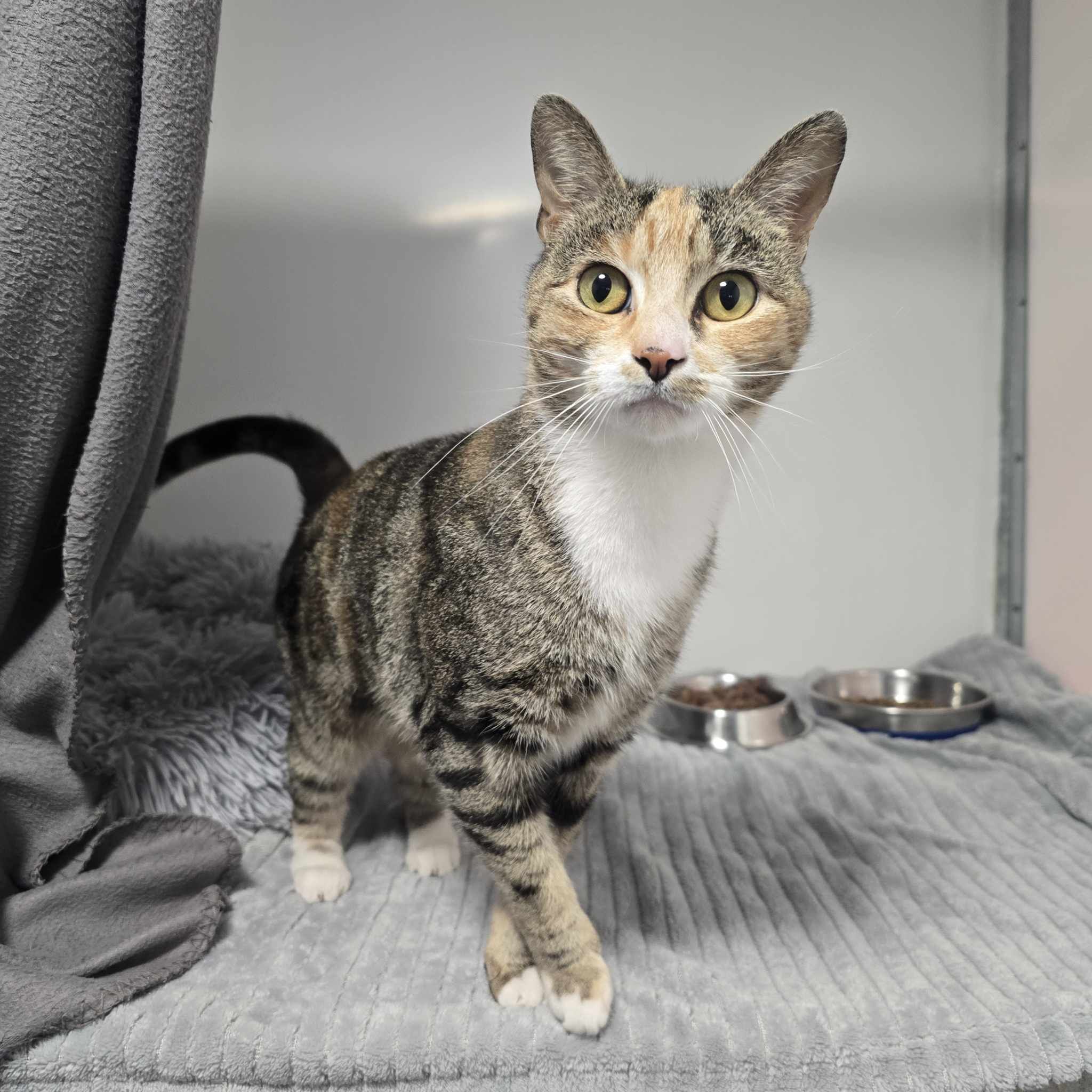 Cinnamon- 10 Month Old Female- MEETING BOOKED