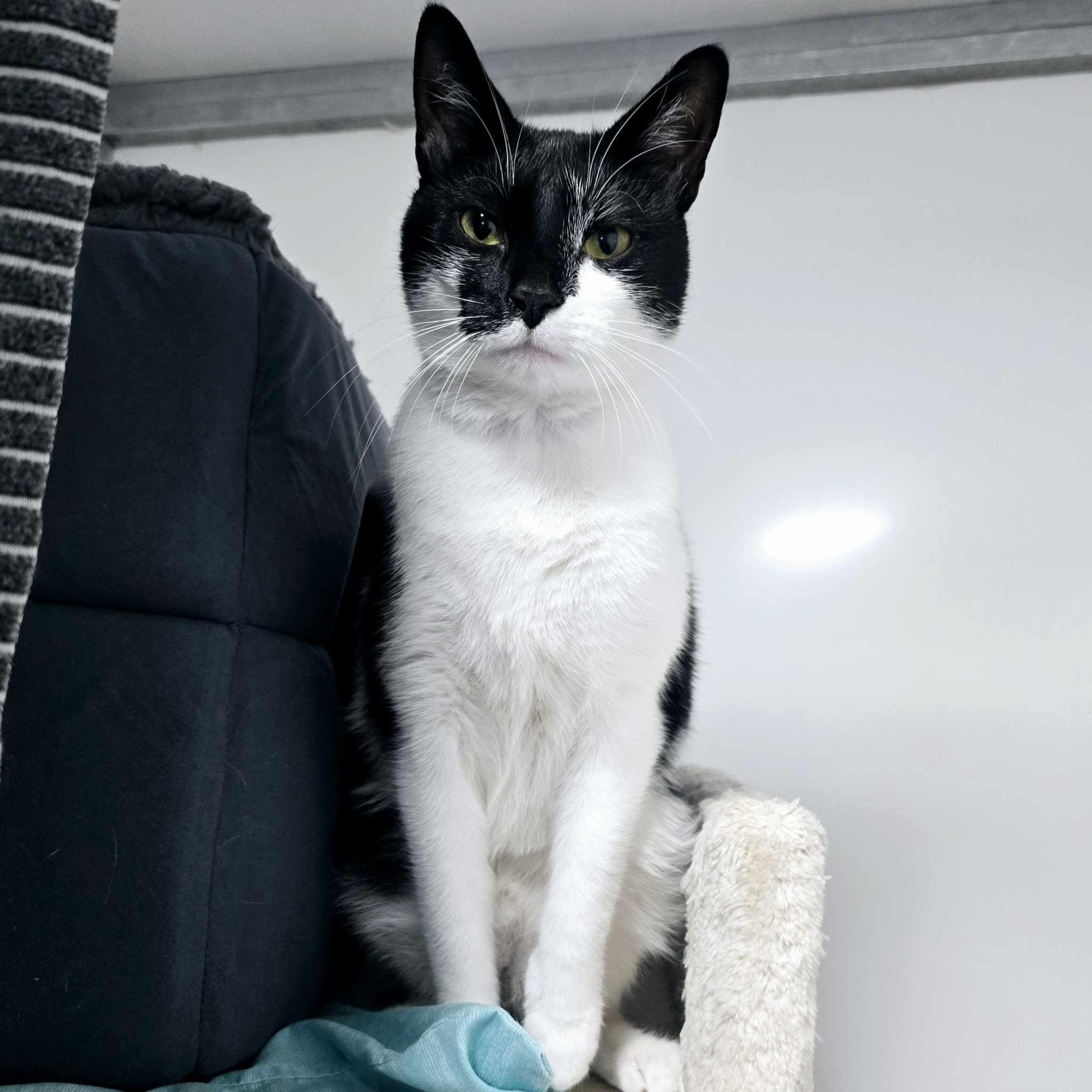 Peppa- 1 Year Old Female
