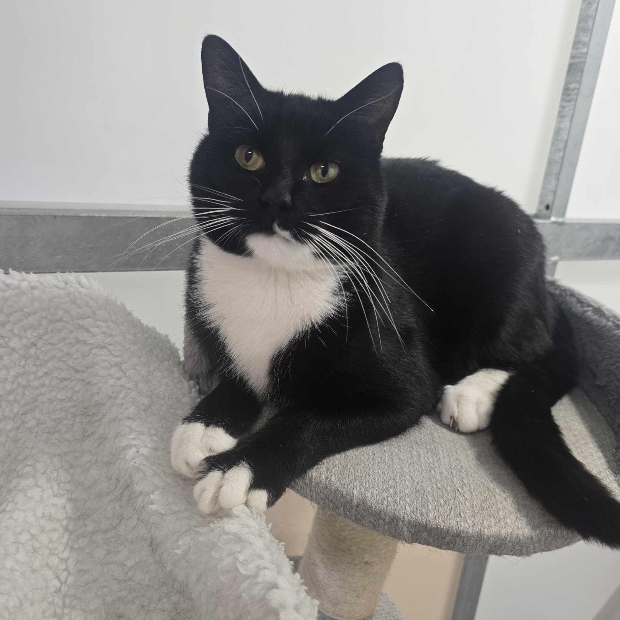 Waffle- 2 Year Old Male- RESERVED