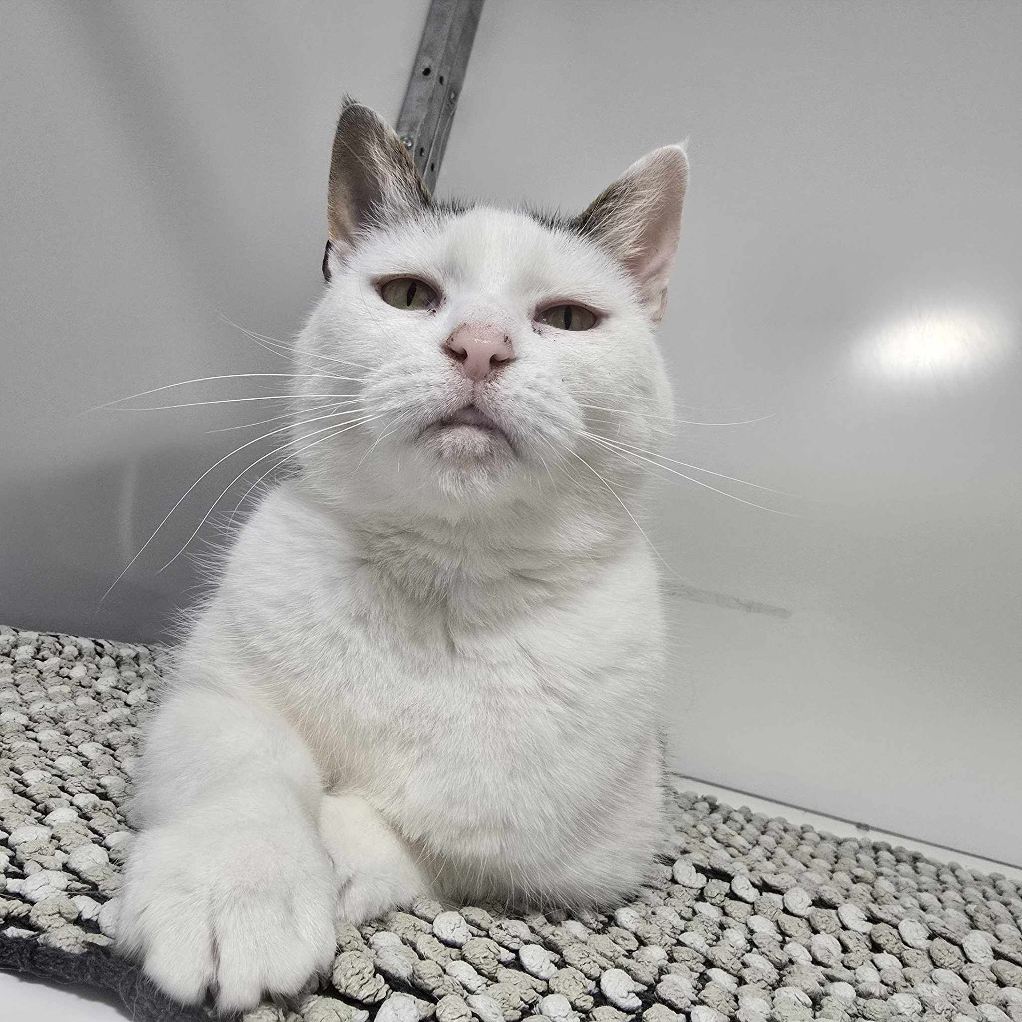 Gloria- 11 Year Old Female- RESERVED