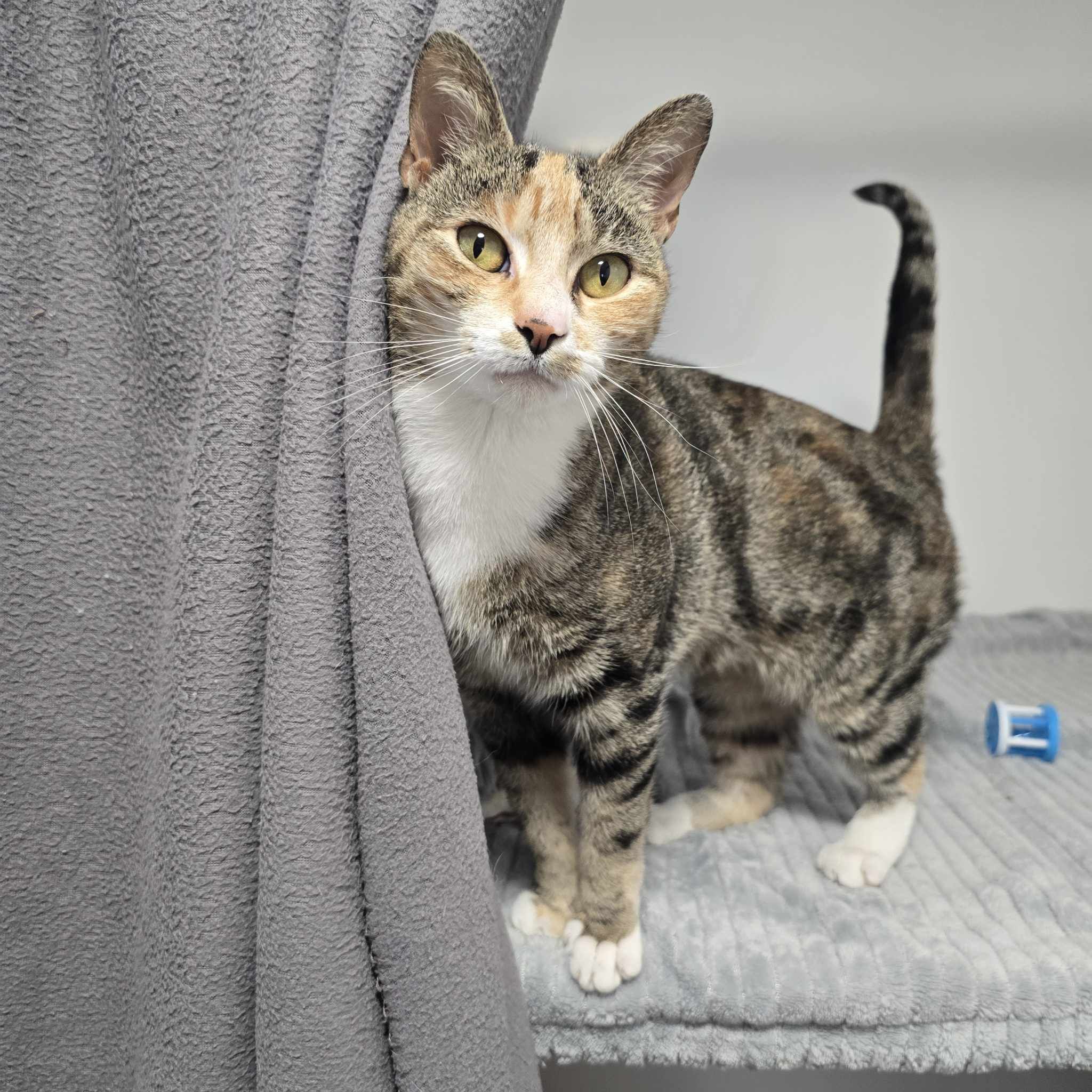 Cinnamon- 10 Month Old Female- MEETING BOOKED