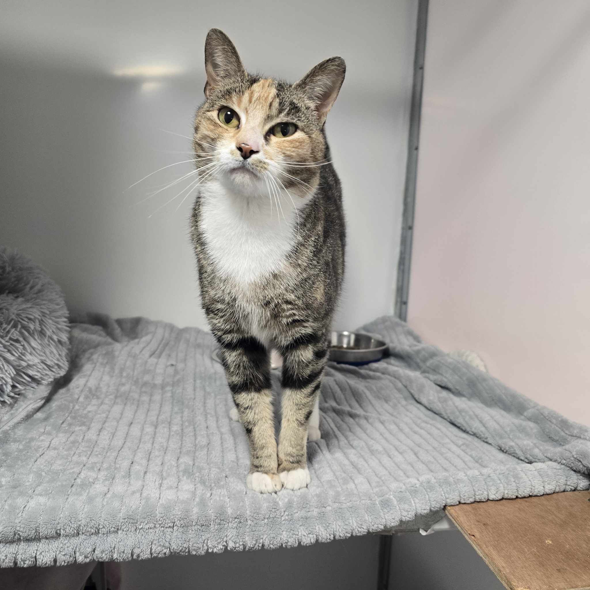 Cinnamon- 10 Month Old Female- MEETING BOOKED