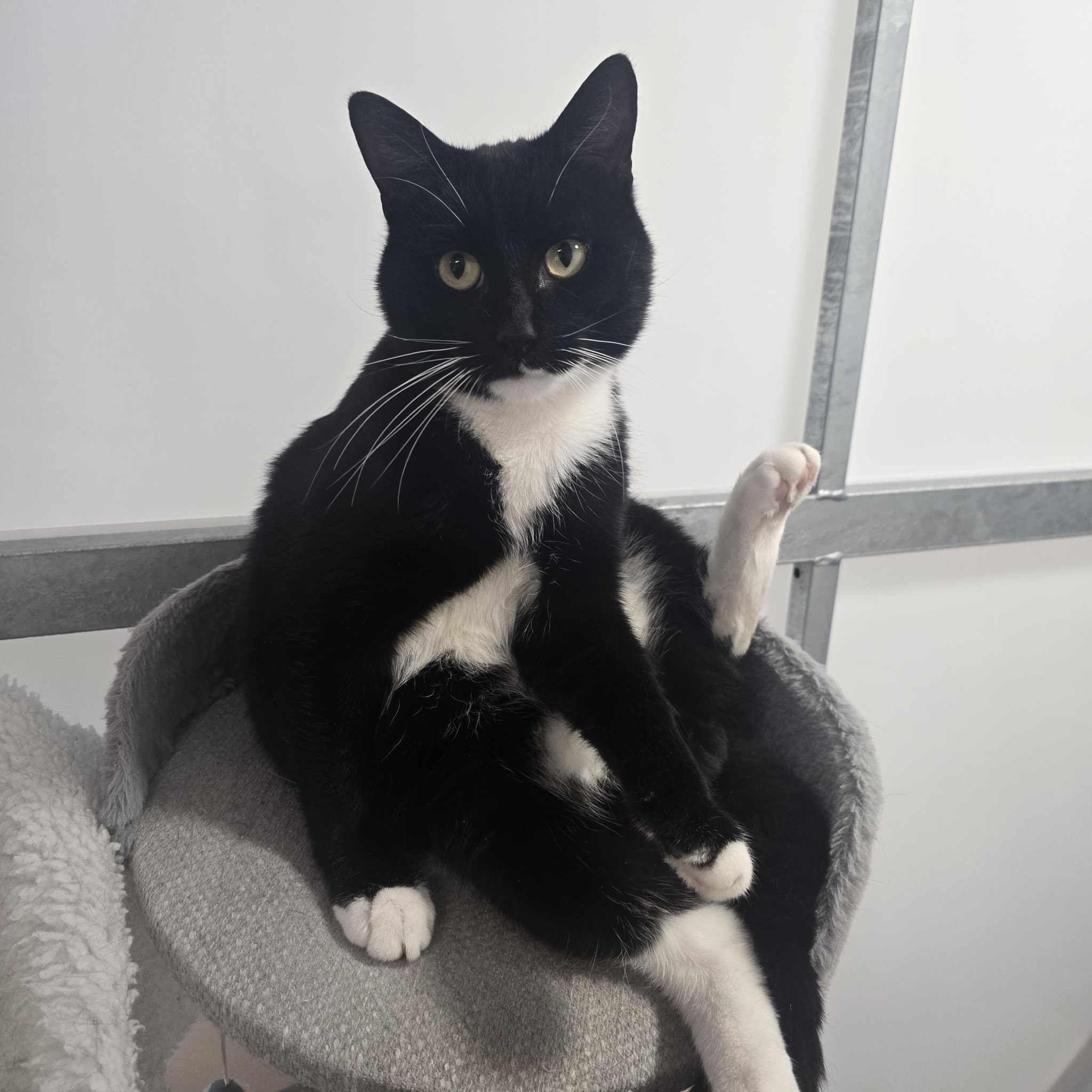 Waffle- 2 Year Old Male- RESERVED