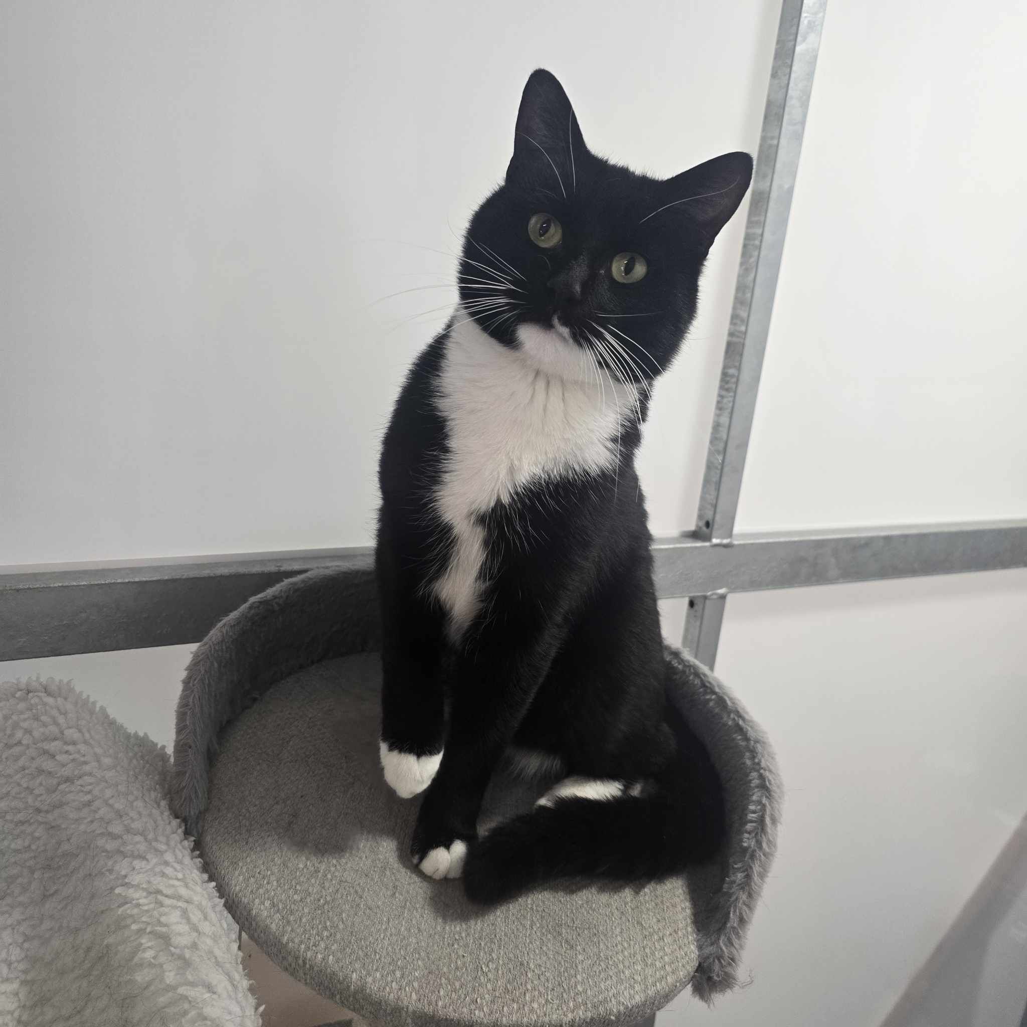 Waffle- 2 Year Old Male- RESERVED