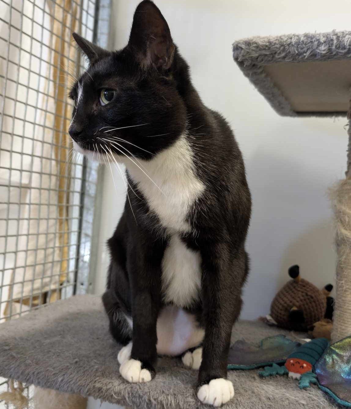 Ozzy- 4 Year Old Male- RESERVED