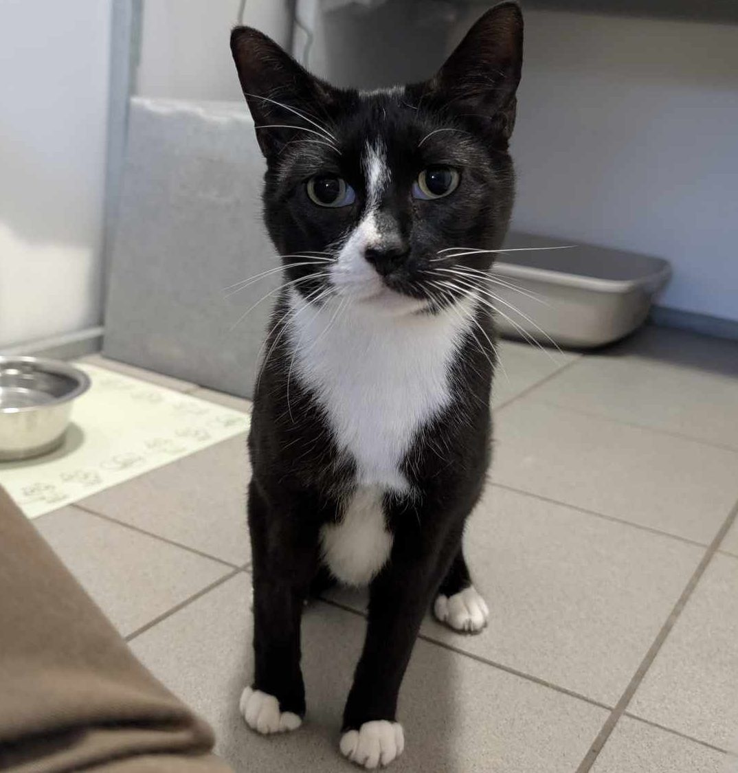 Ozzy- 4 Year Old Male- RESERVED
