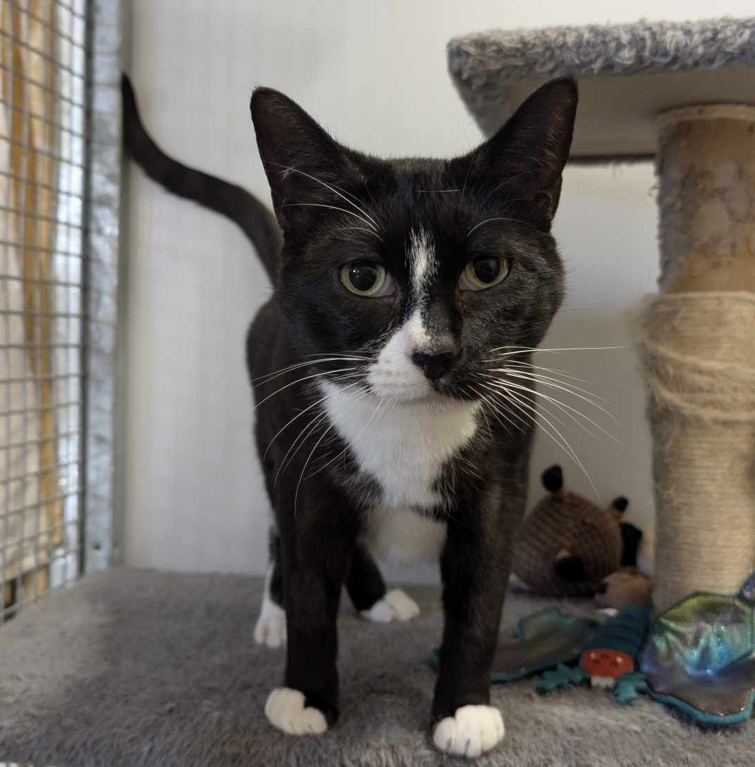 Ozzy- 4 Year Old Male- RESERVED