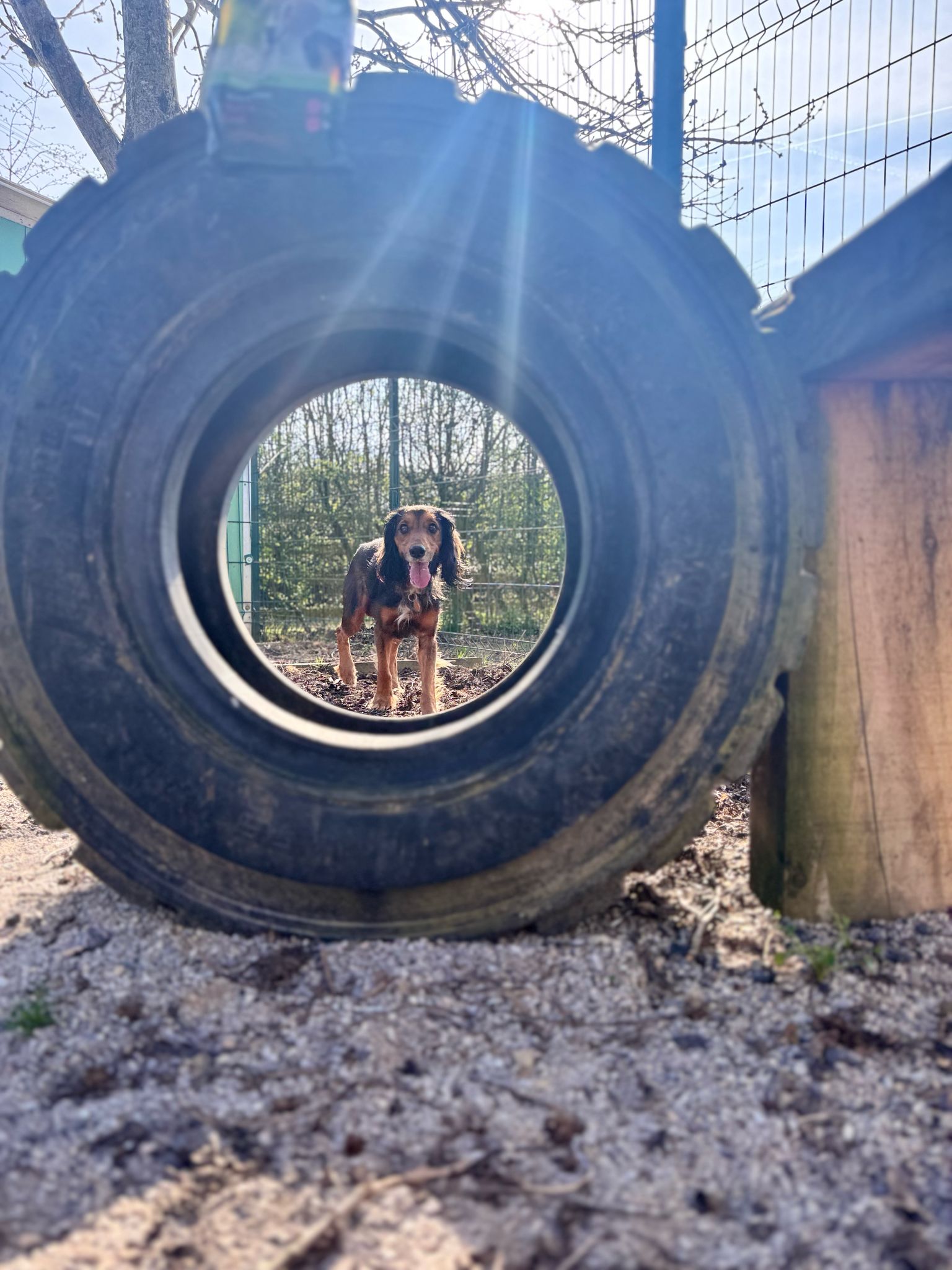 Prince – 2 Years old Spaniel x – Reserved