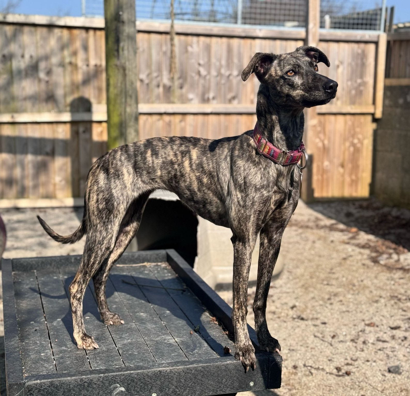 Rogue – 3 Year Old Lurcher – RESERVED