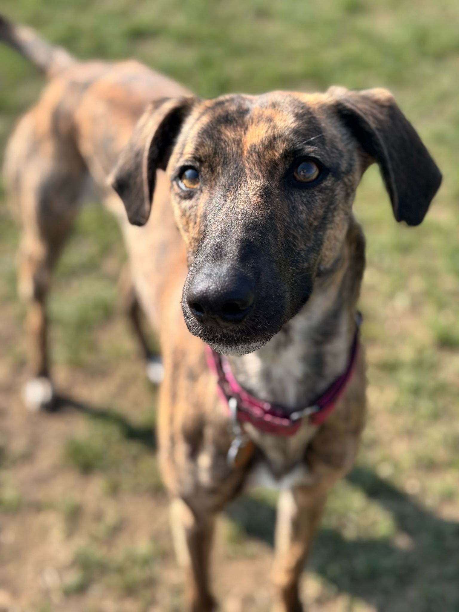 Willow – 3 Years Old Lurcher- RESERVED