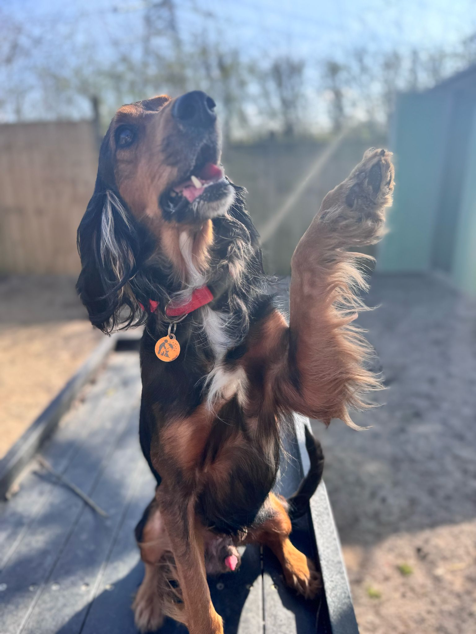 Prince – 2 Years old Spaniel x – Reserved