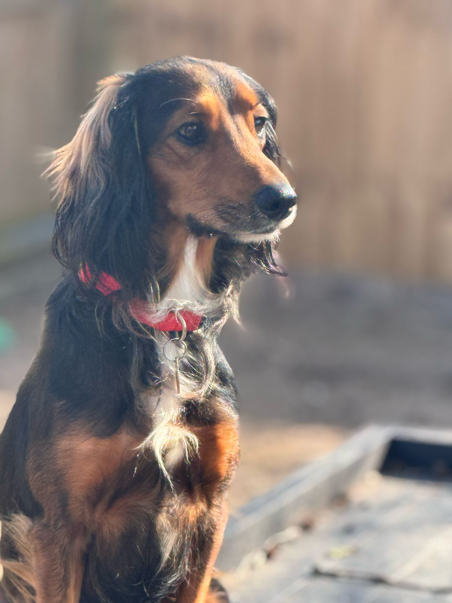Prince – 2 Years old Spaniel x – Reserved