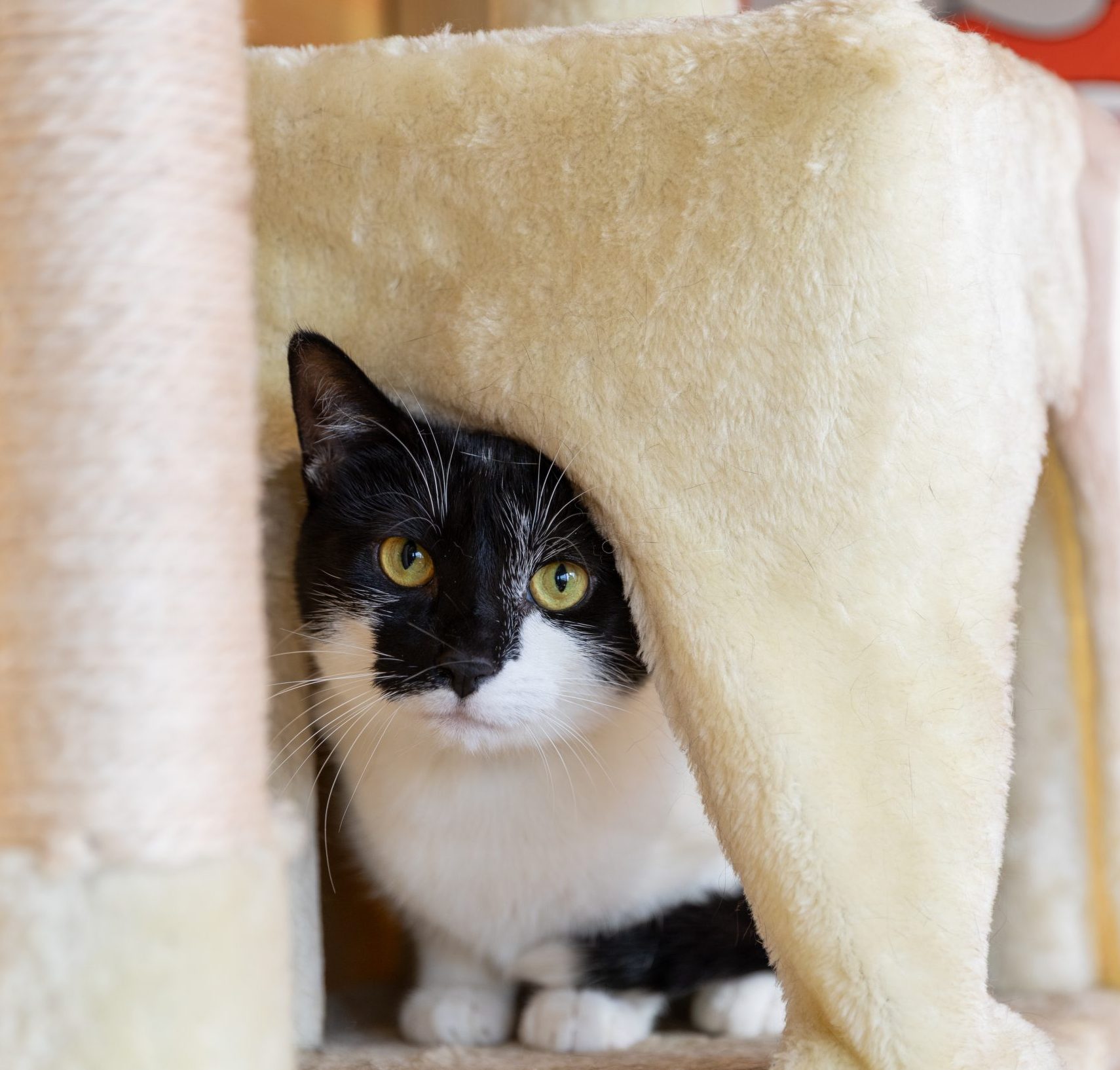 Peppa- 1 Year Old Female