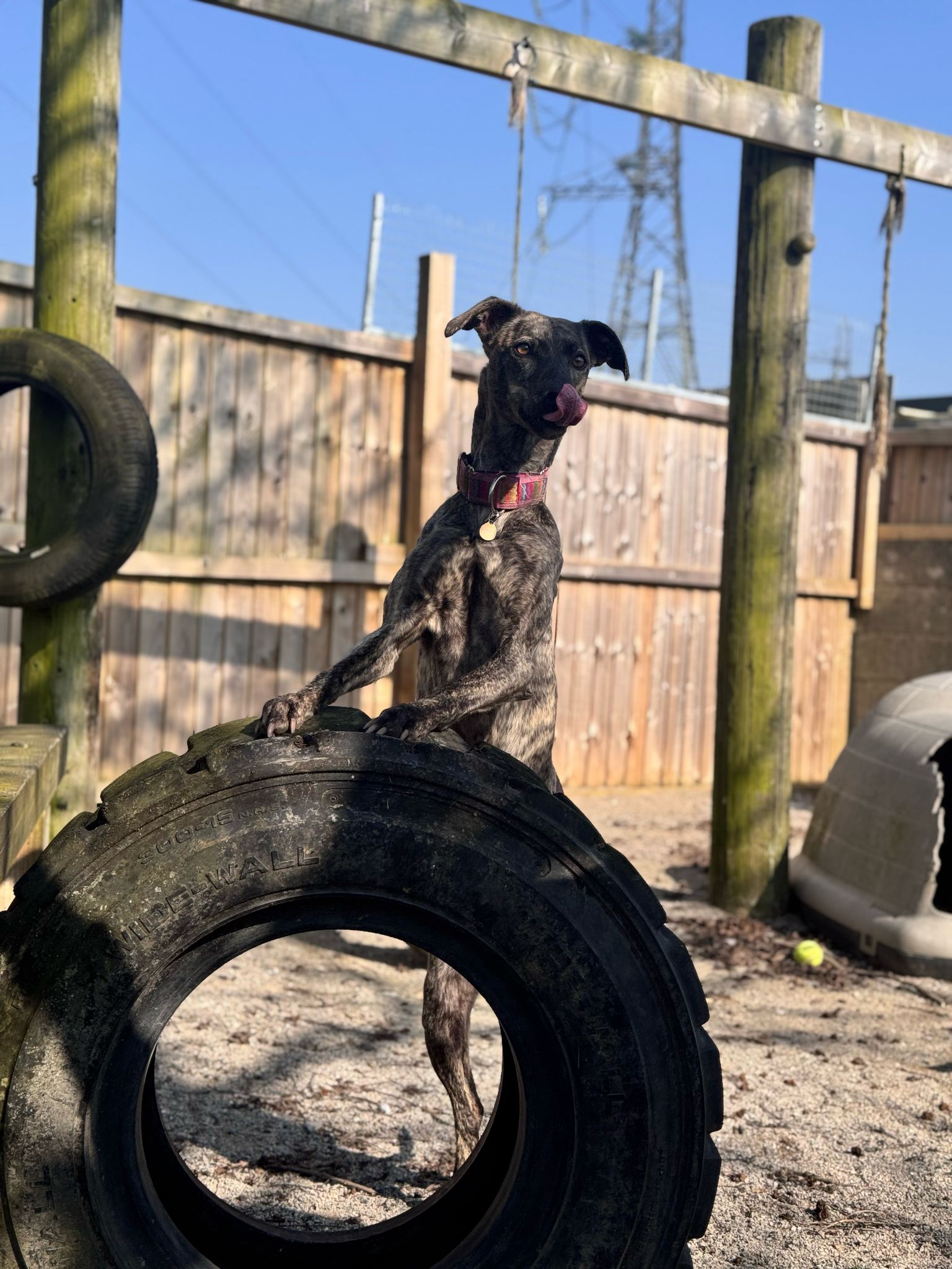 Rogue – 3 Year Old Lurcher – RESERVED