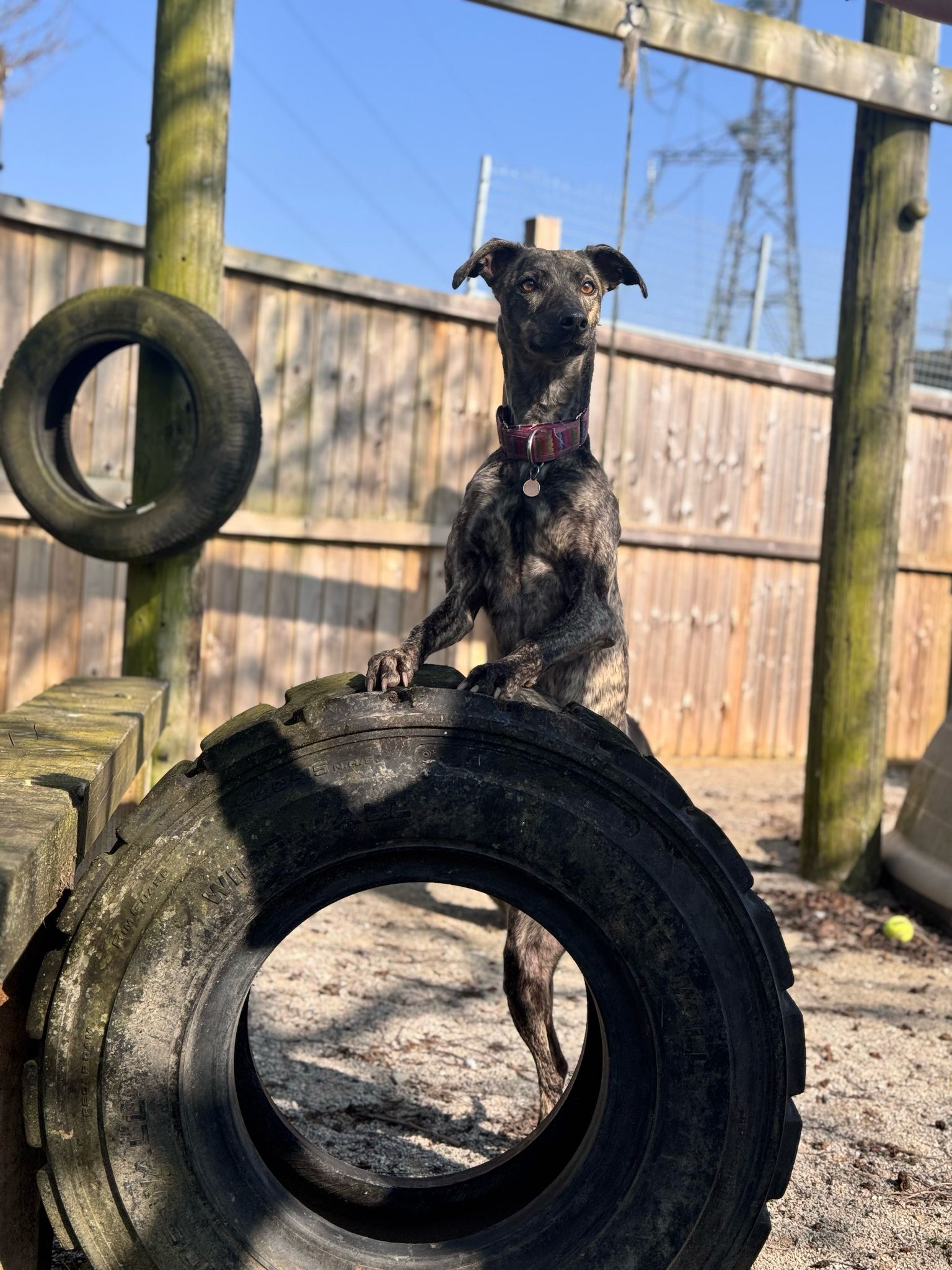 Rogue – 3 Year Old Lurcher – RESERVED