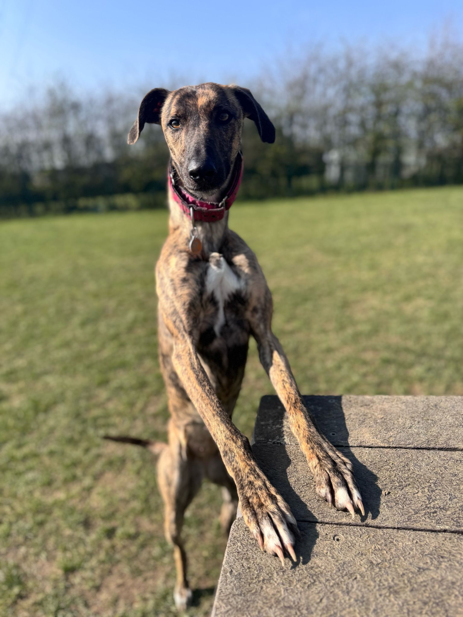 Willow – 3 Years Old Lurcher- RESERVED