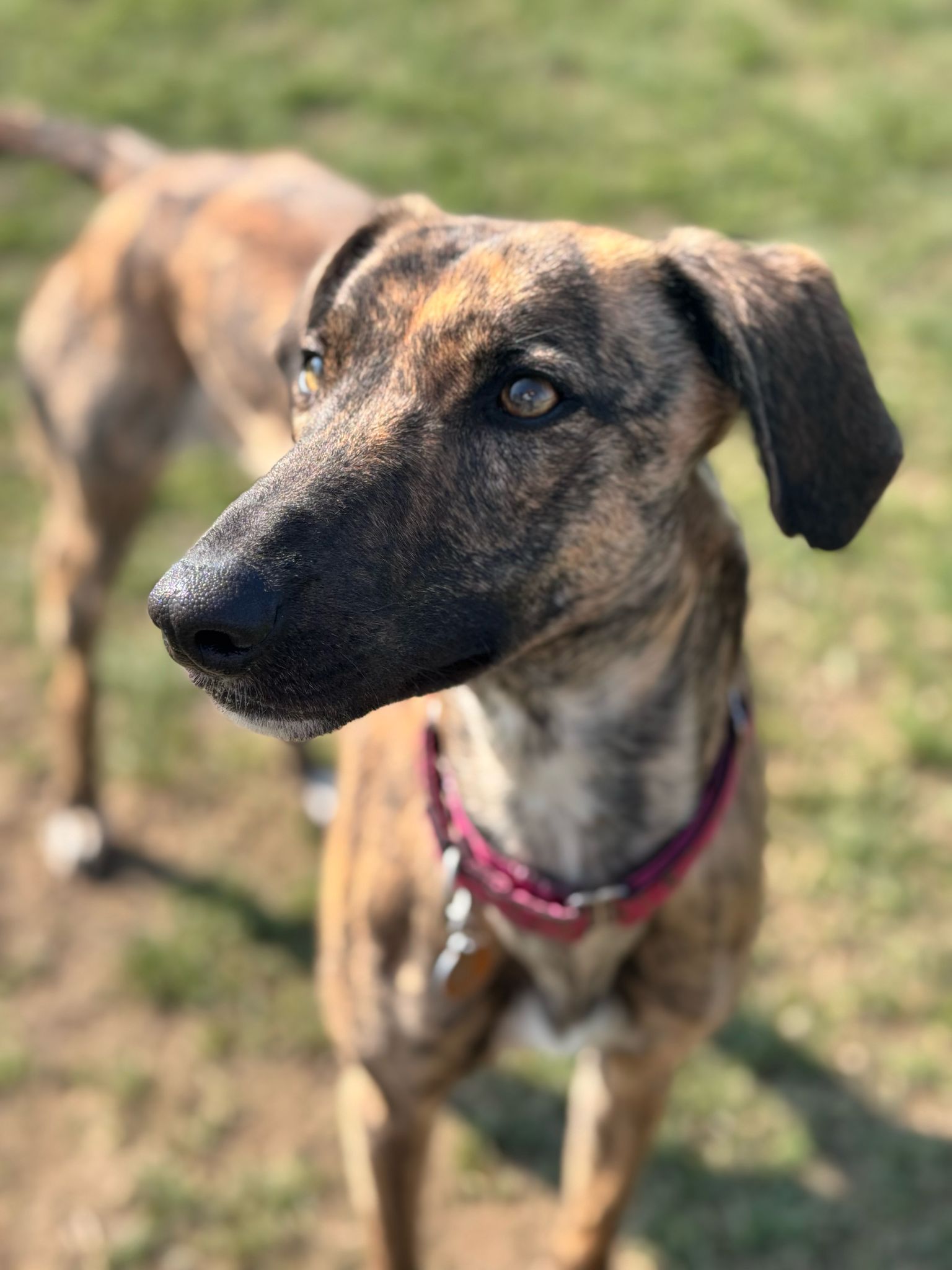 Willow – 3 Years Old Lurcher- RESERVED