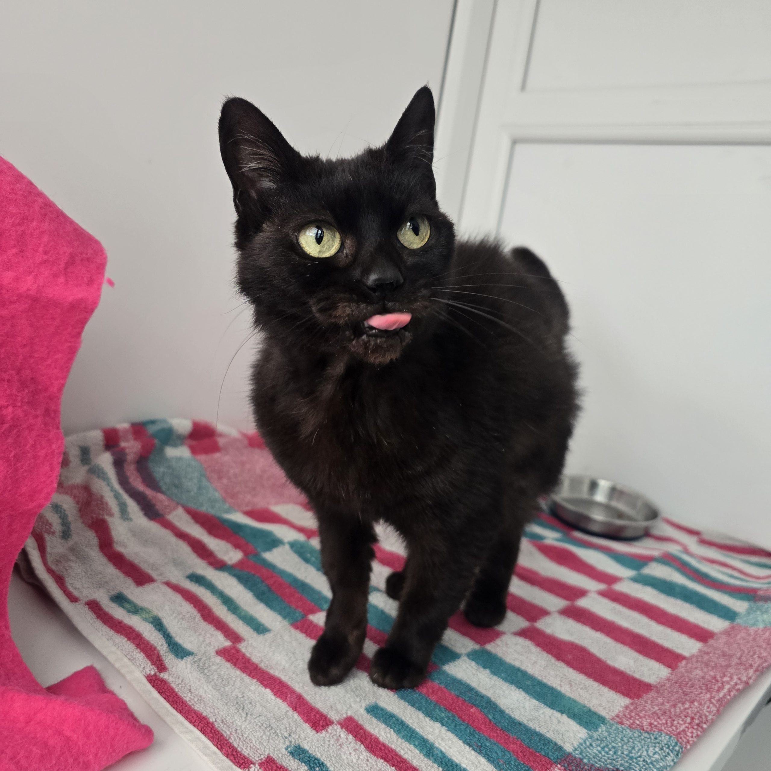 Misty- 7 Year Old Female- MEETING BOOKED