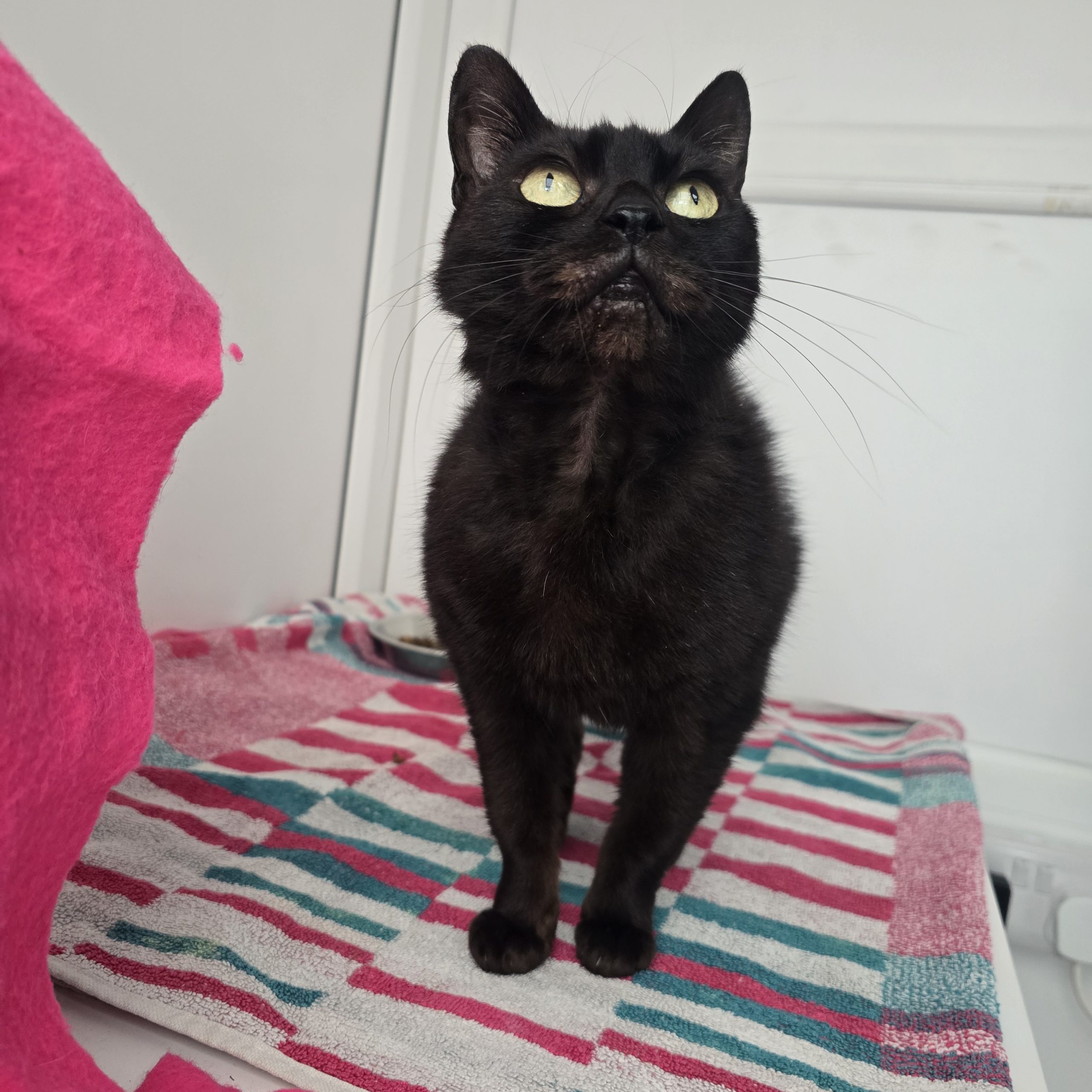 Misty- 7 Year Old Female- MEETING BOOKED