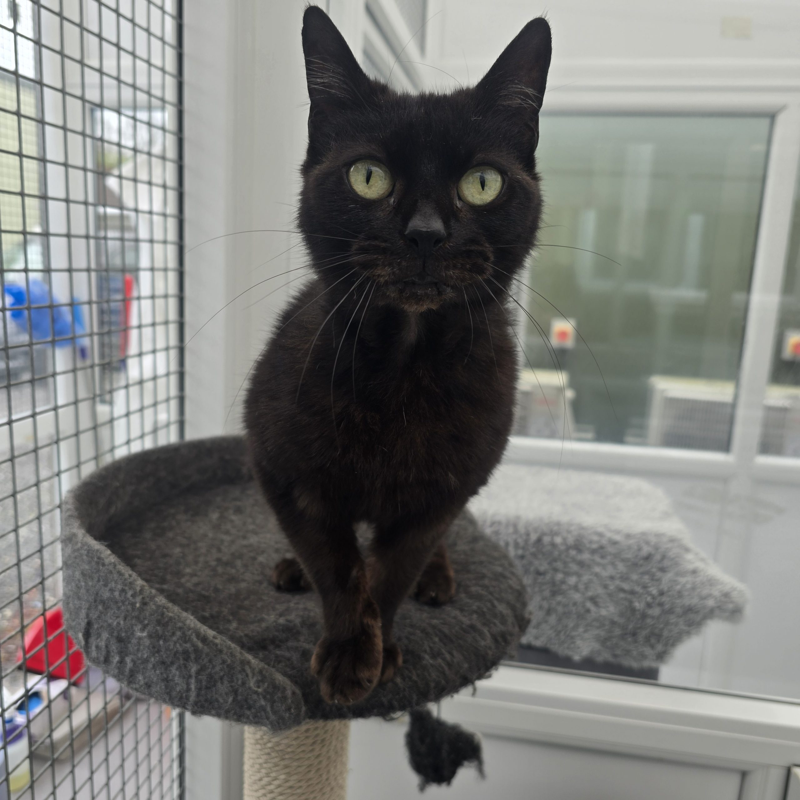 Misty- 7 Year Old Female- MEETING BOOKED