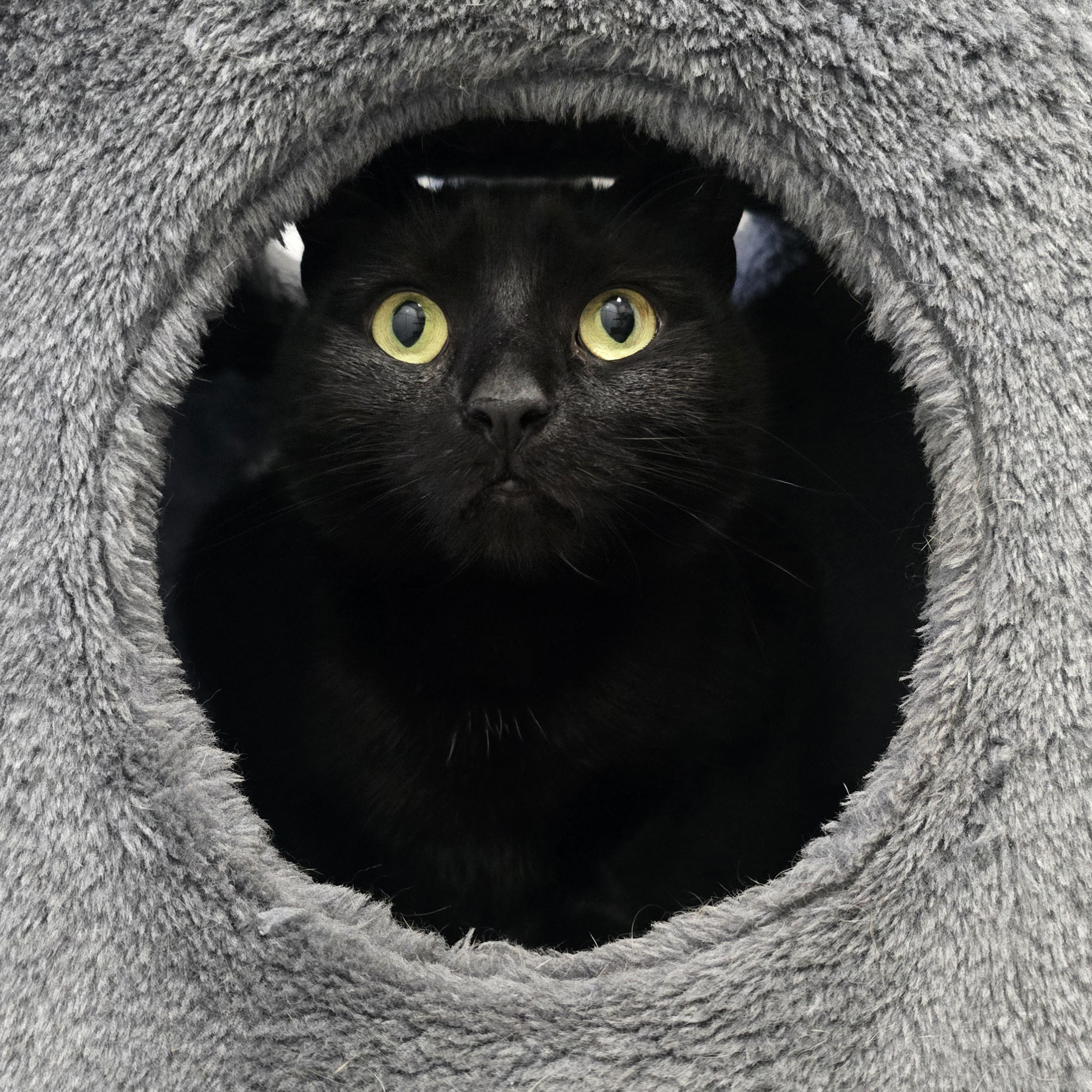 Mavis- 4 Year Old Female (RESERVED)