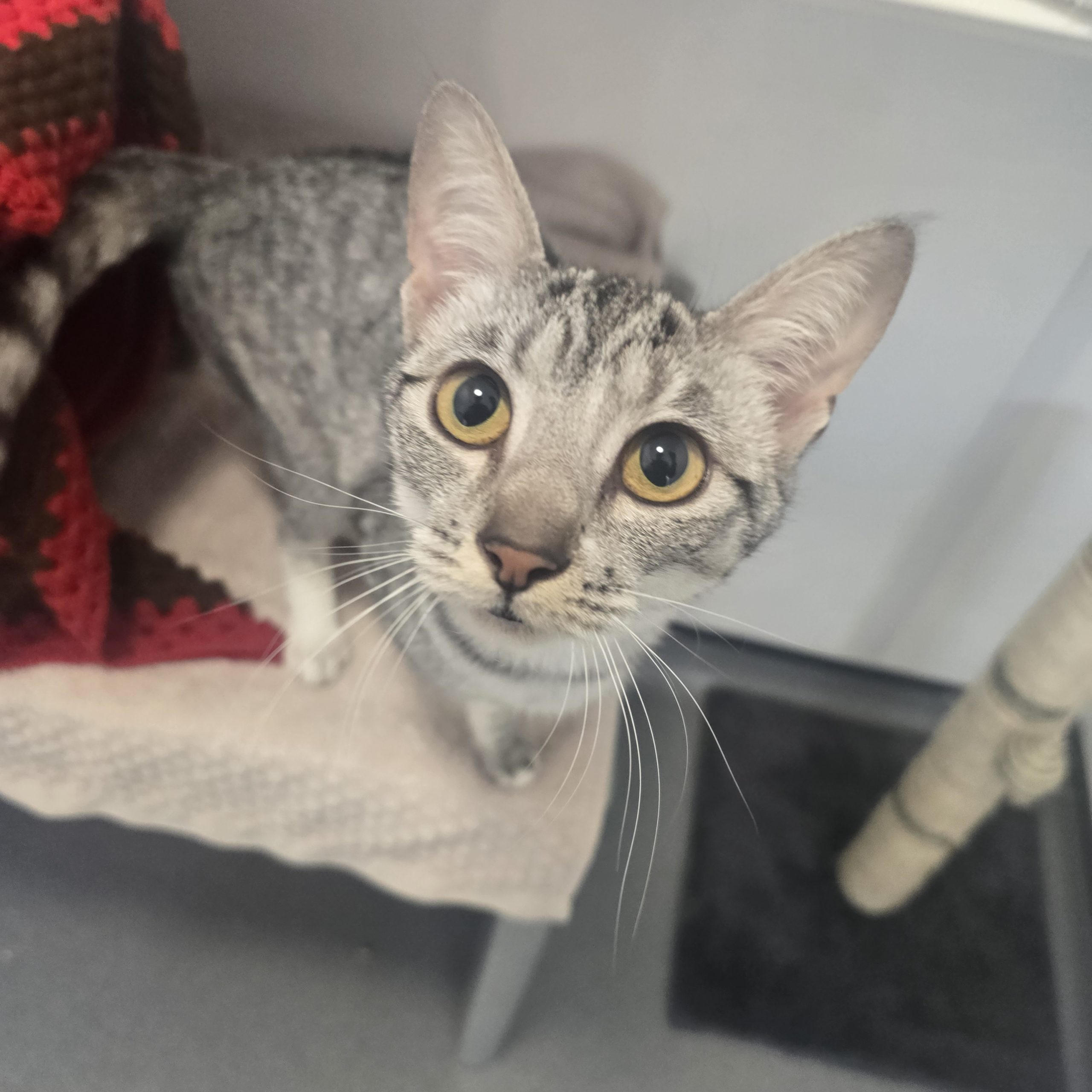 Kiwi- 1 Year Old Female