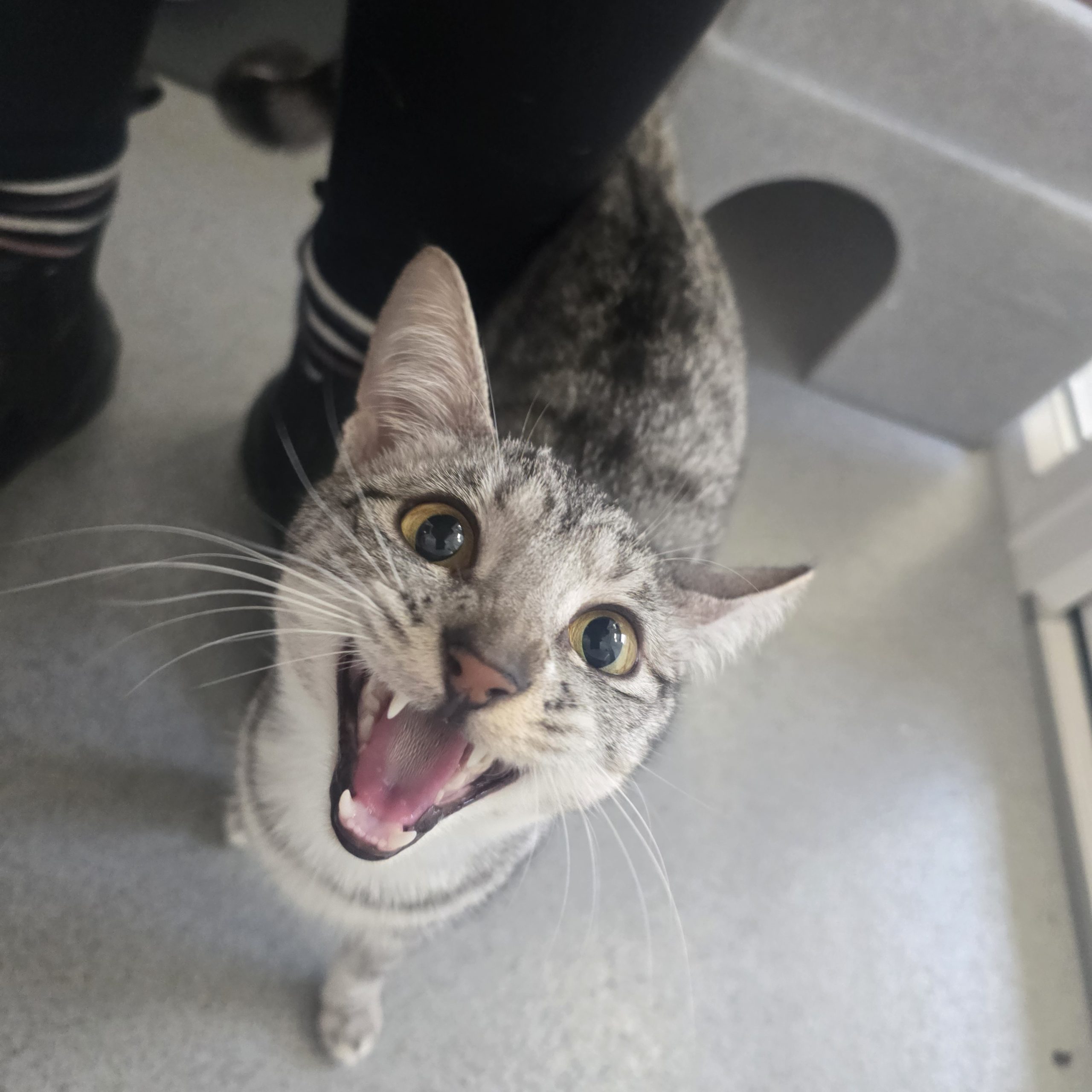 Kiwi- 1 Year Old Female