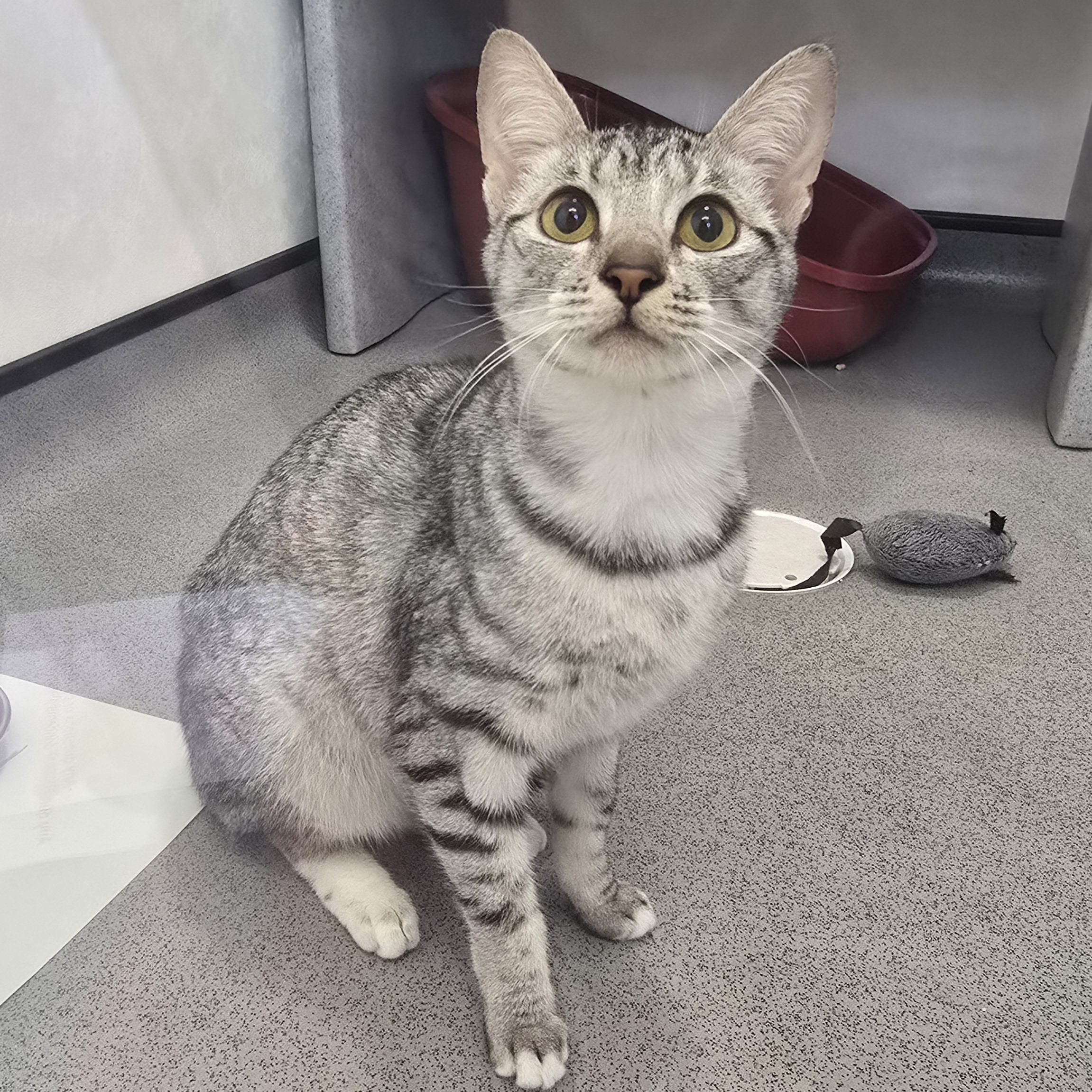 Kiwi- 1 Year Old Female