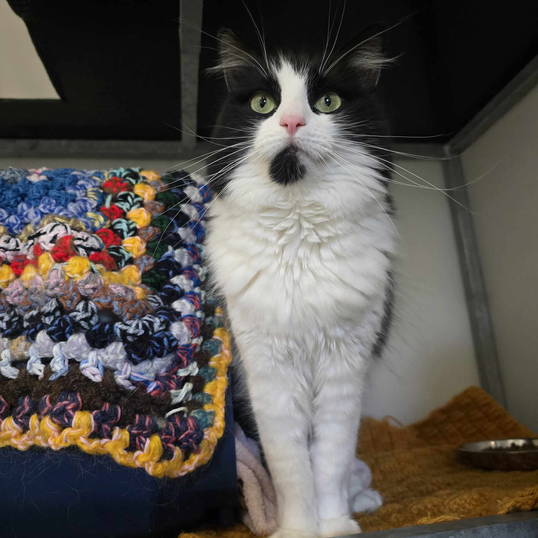 Luna- 3 Year Old Female (RESERVED)