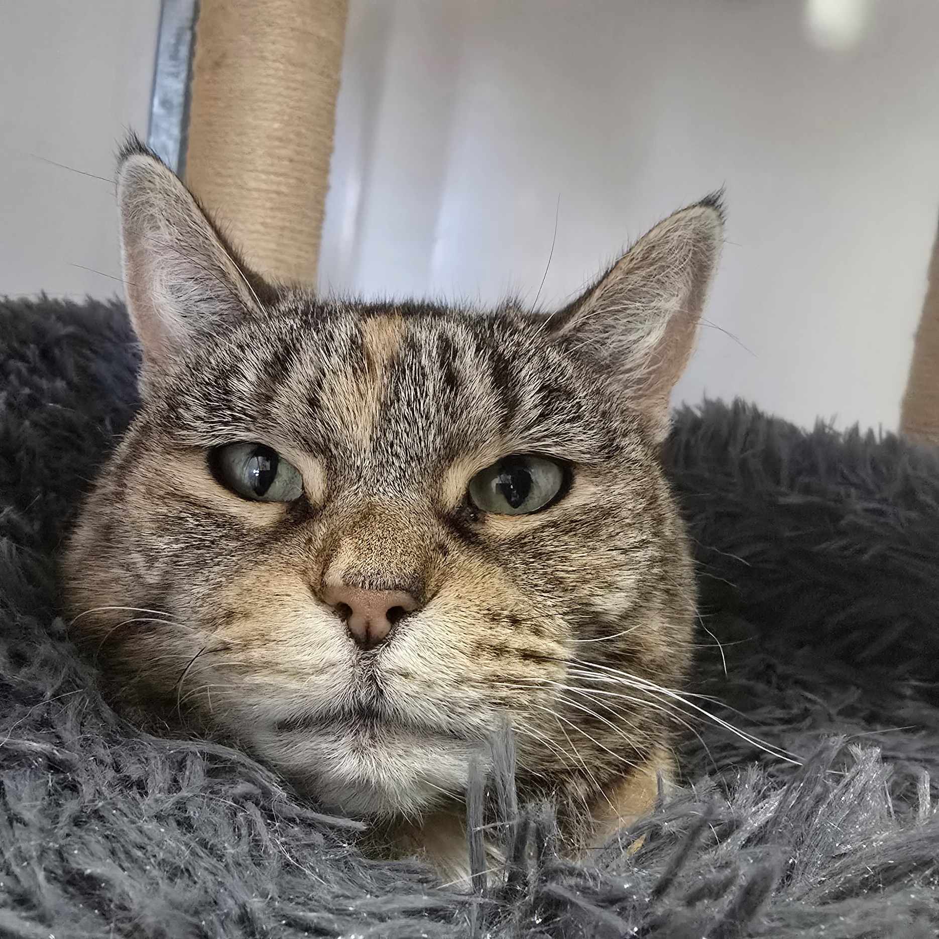 Meg- 9 Year Old Female – RESERVED