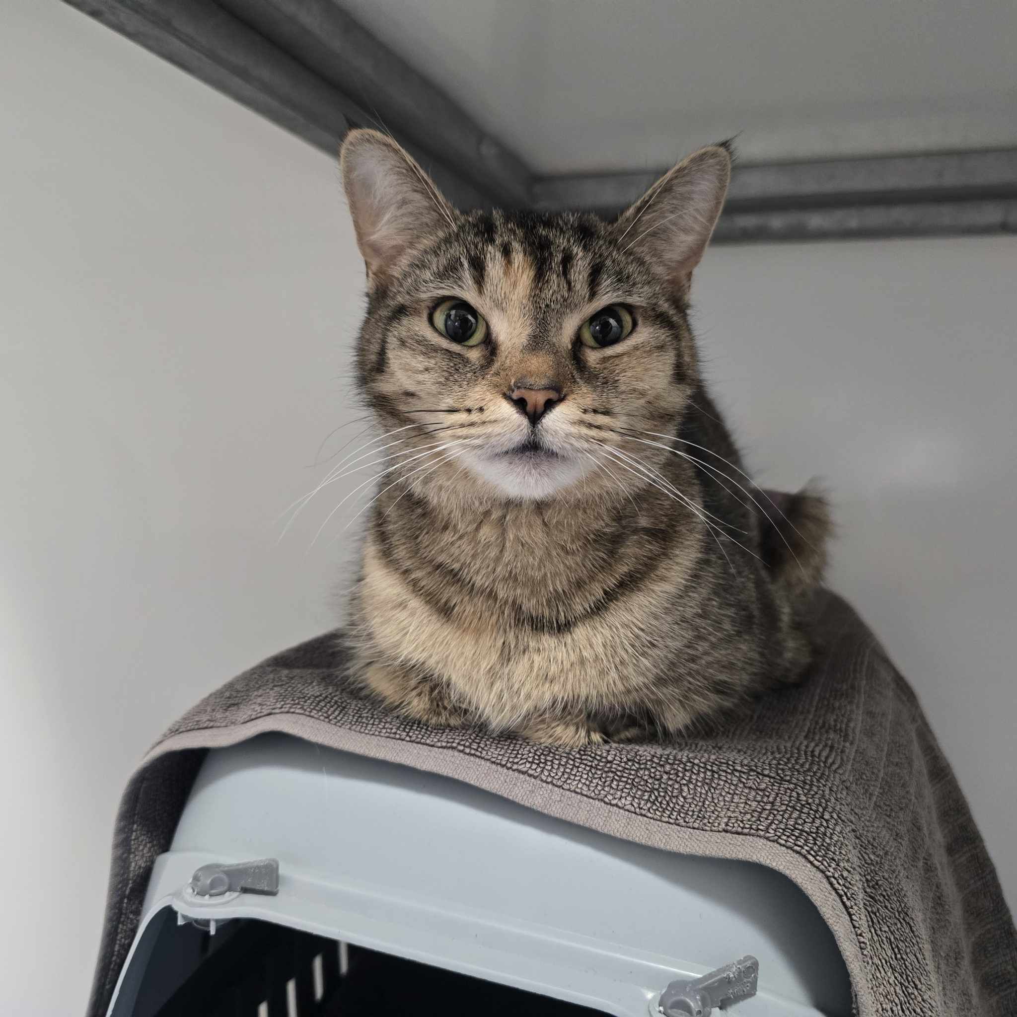 Cloud- 3 Year Old Female- RESERVED
