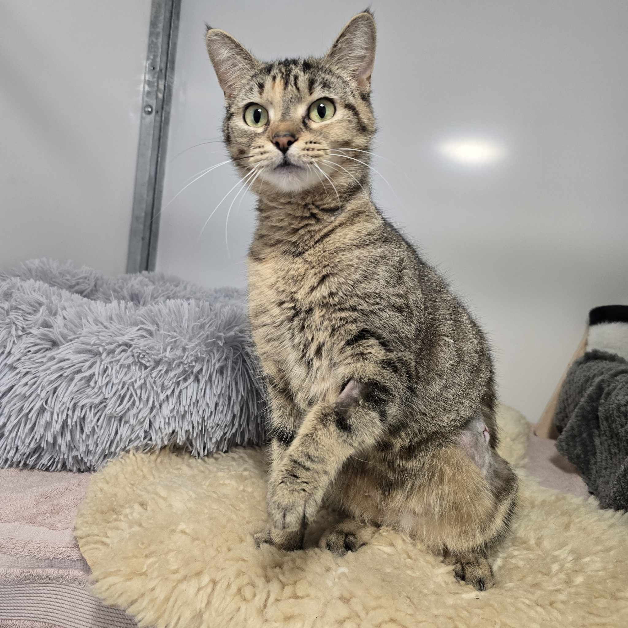 Cloud- 3 Year Old Female- RESERVED