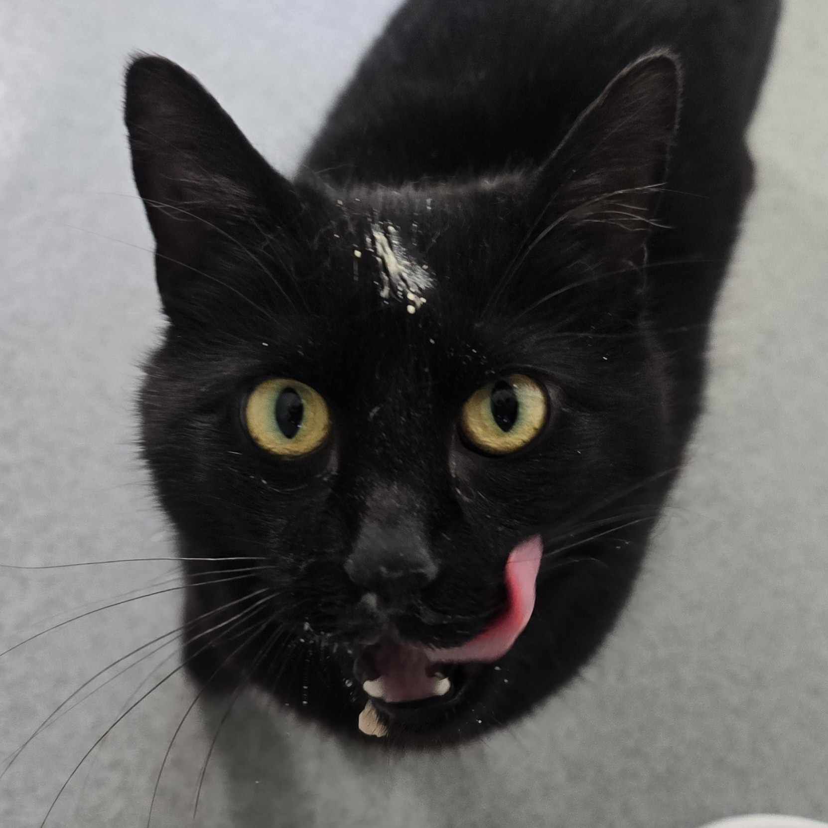 Nala- 2 Year Old Female