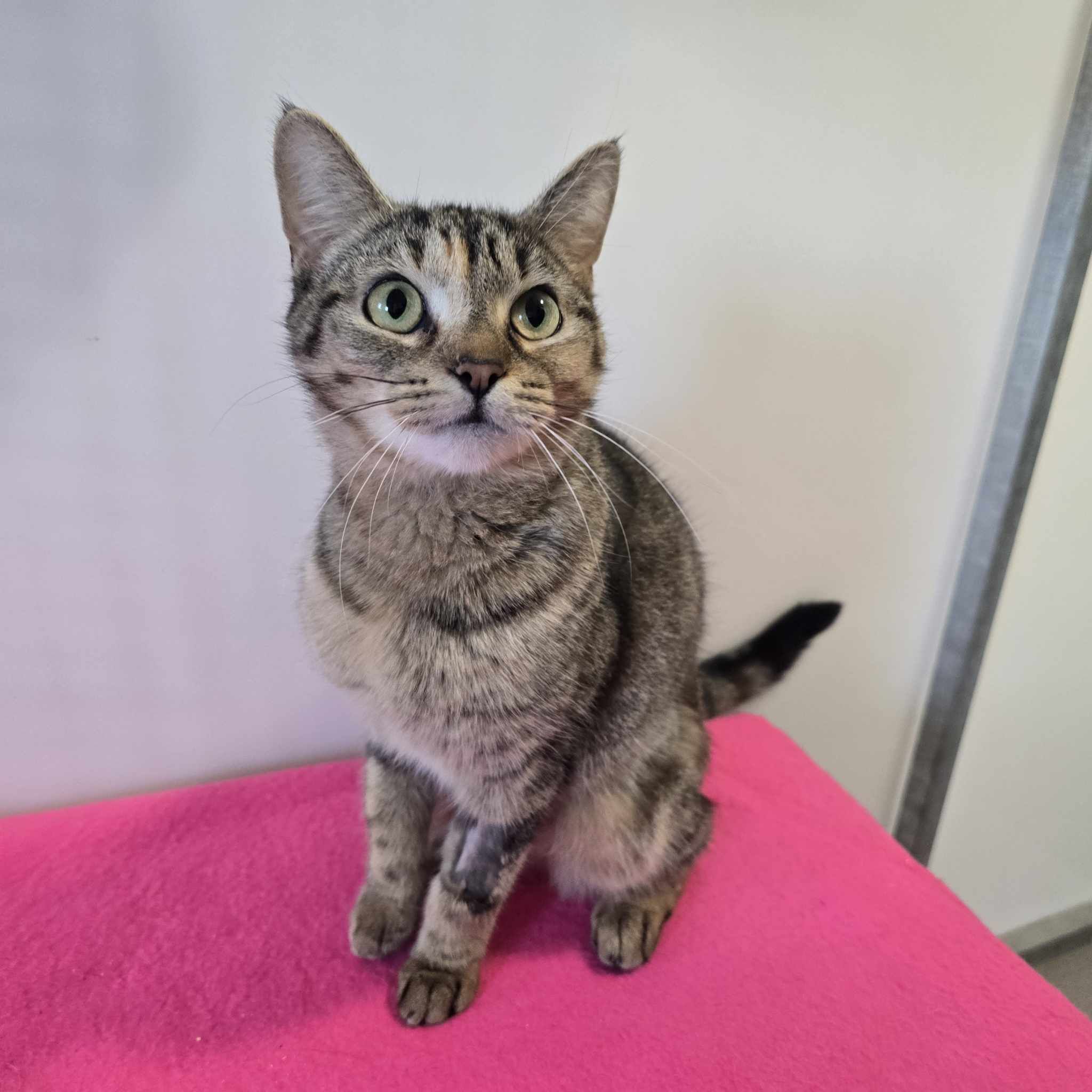 Cloud- 3 Year Old Female- RESERVED