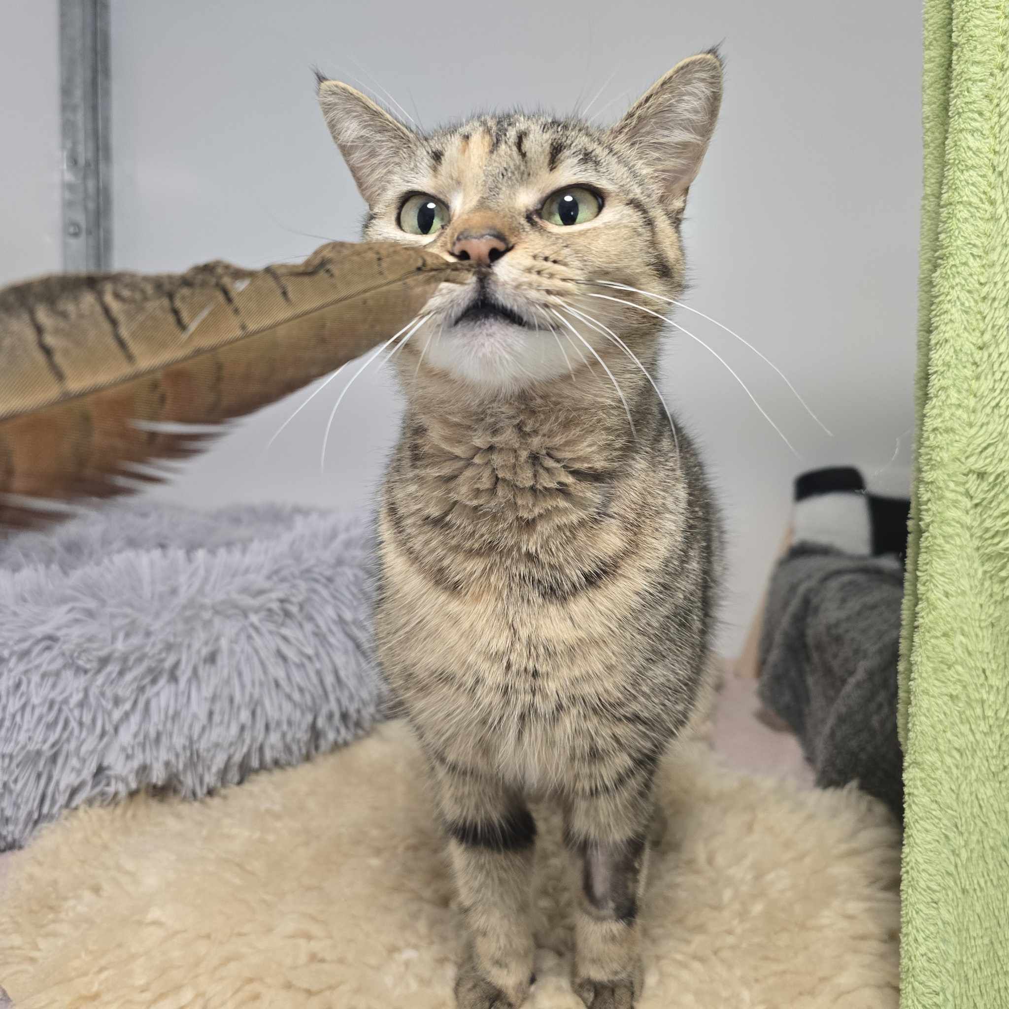 Cloud- 3 Year Old Female- RESERVED