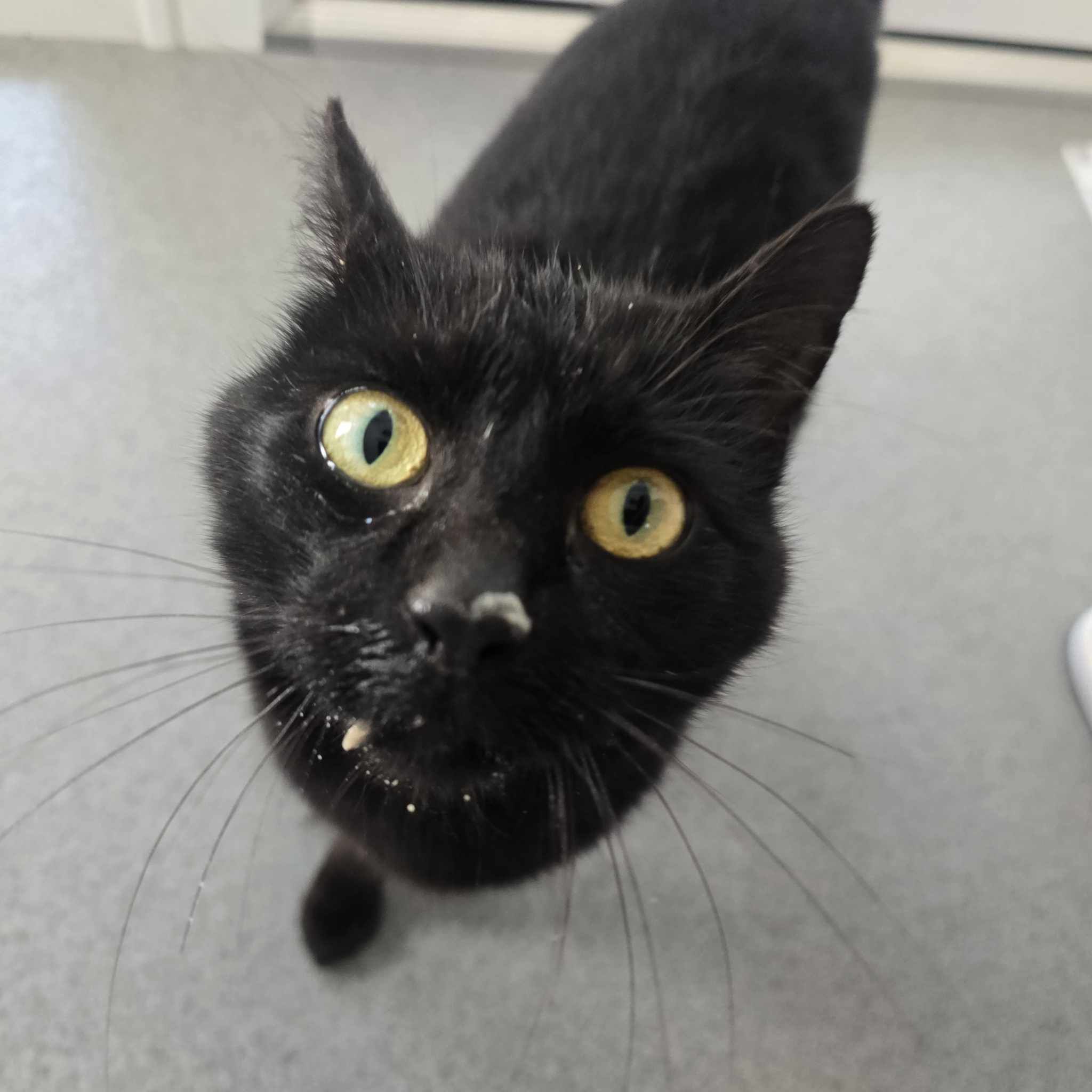 Nala- 2 Year Old Female