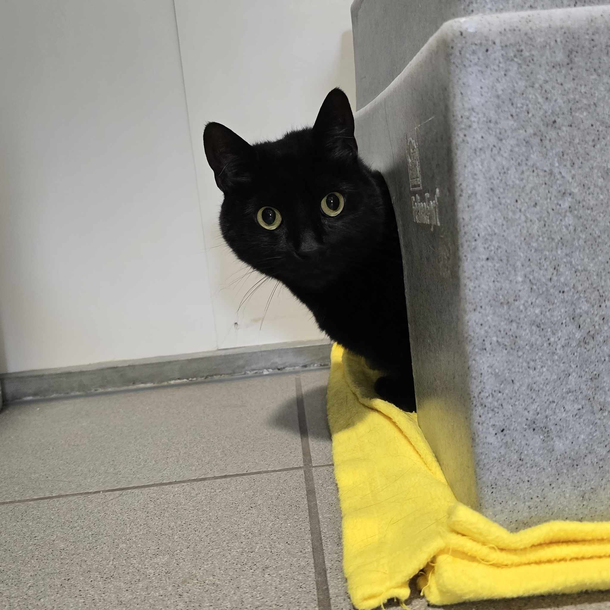Mavis- 4 Year Old Female (RESERVED)