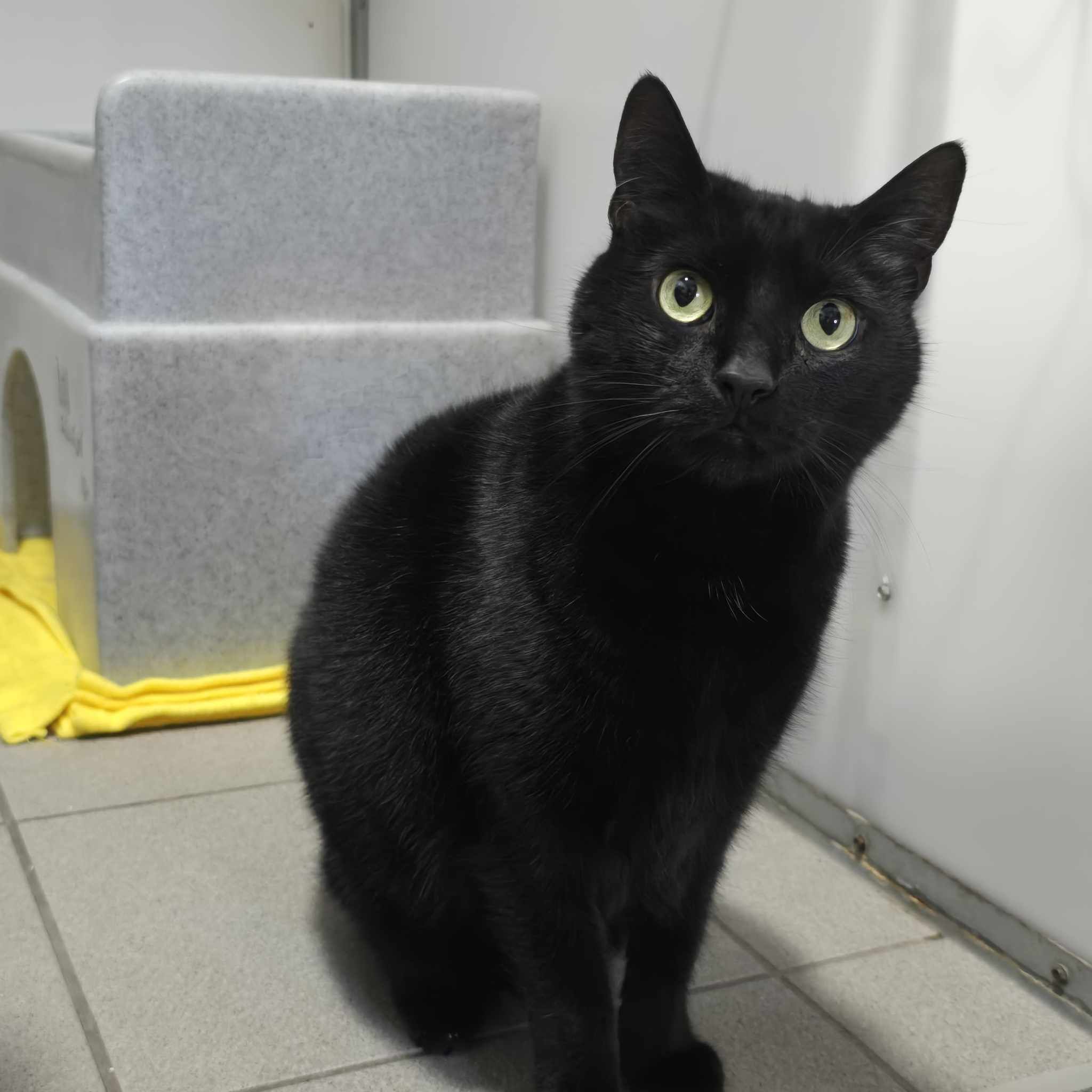 Mavis- 4 Year Old Female (RESERVED)