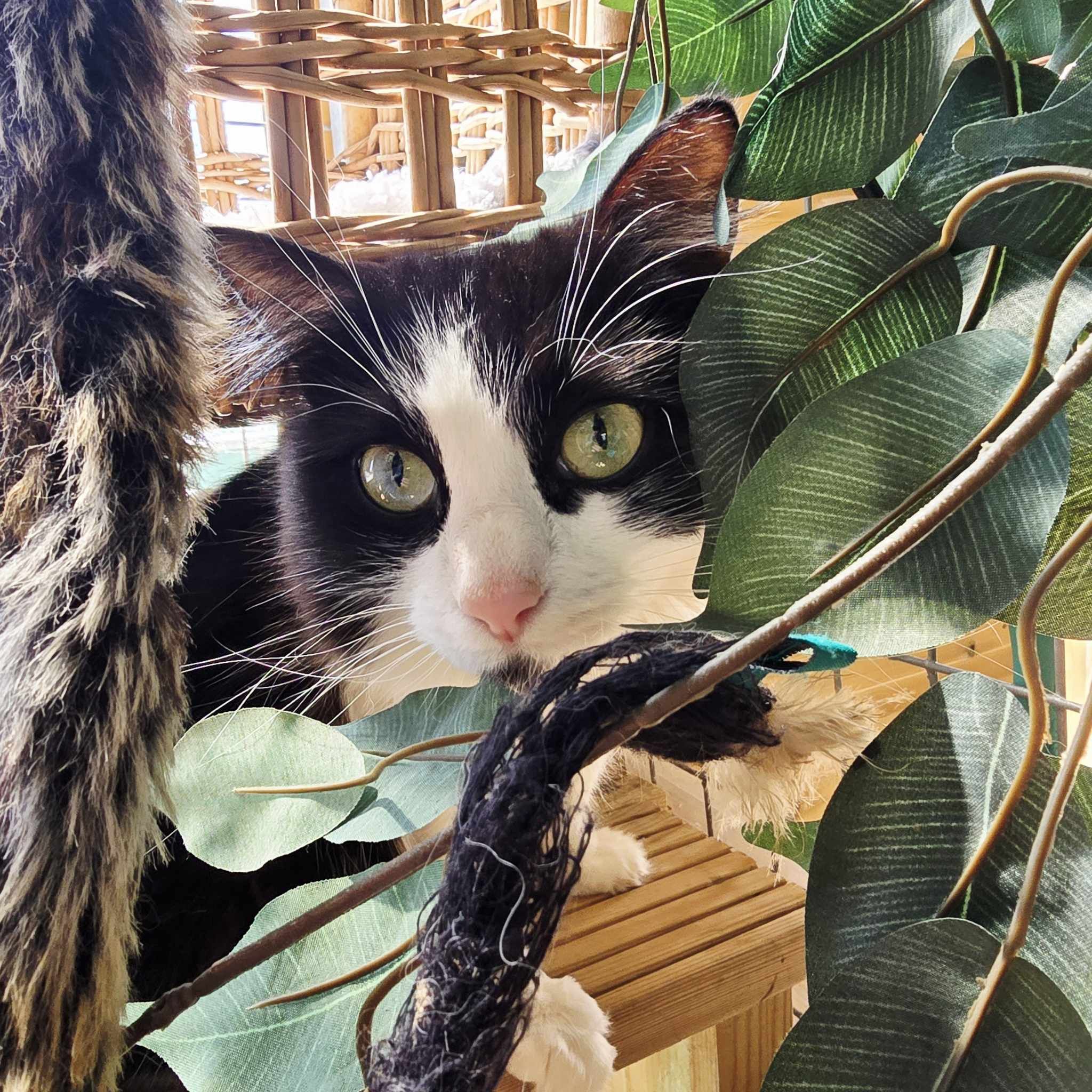 Luna- 3 Year Old Female (RESERVED)