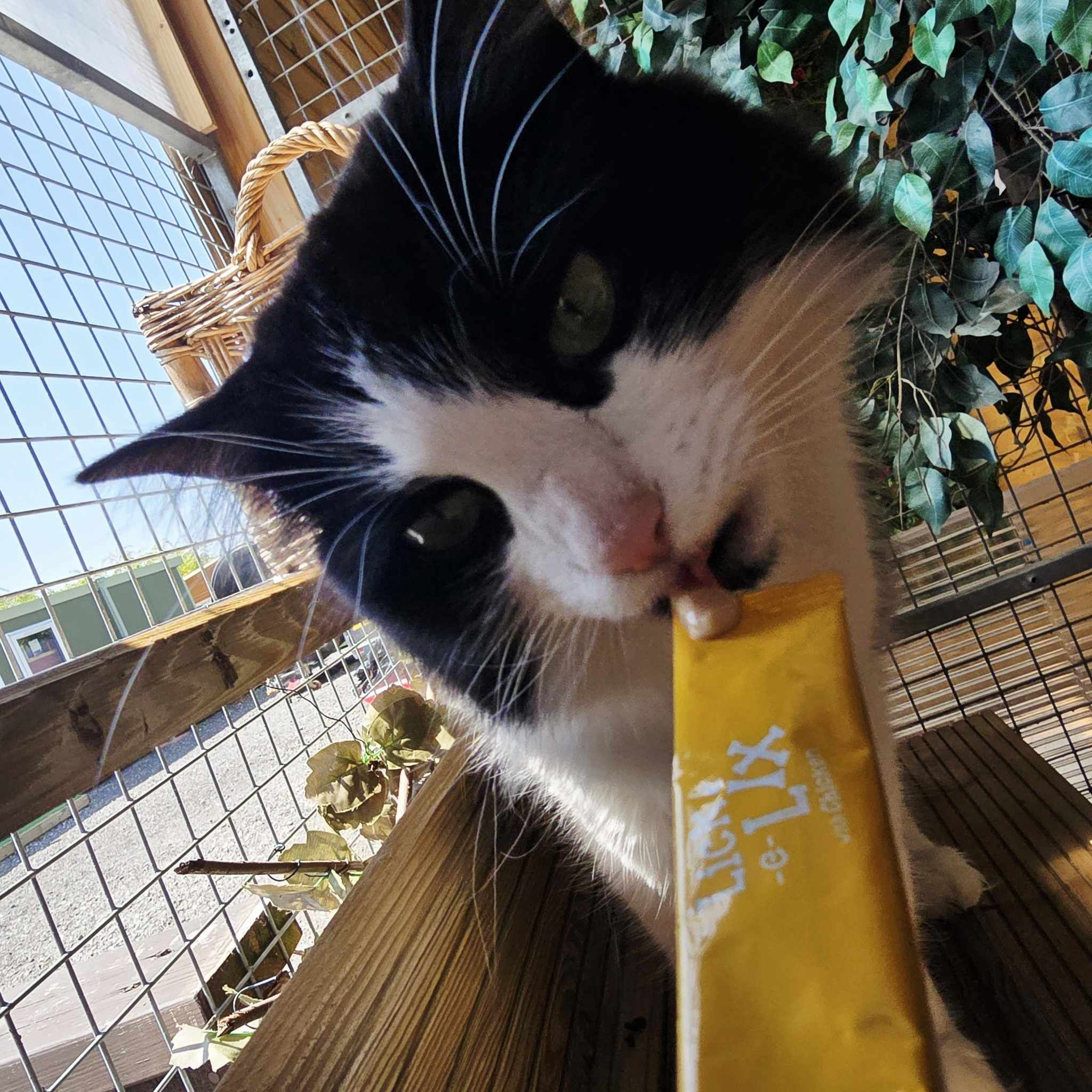 Luna- 3 Year Old Female (RESERVED)