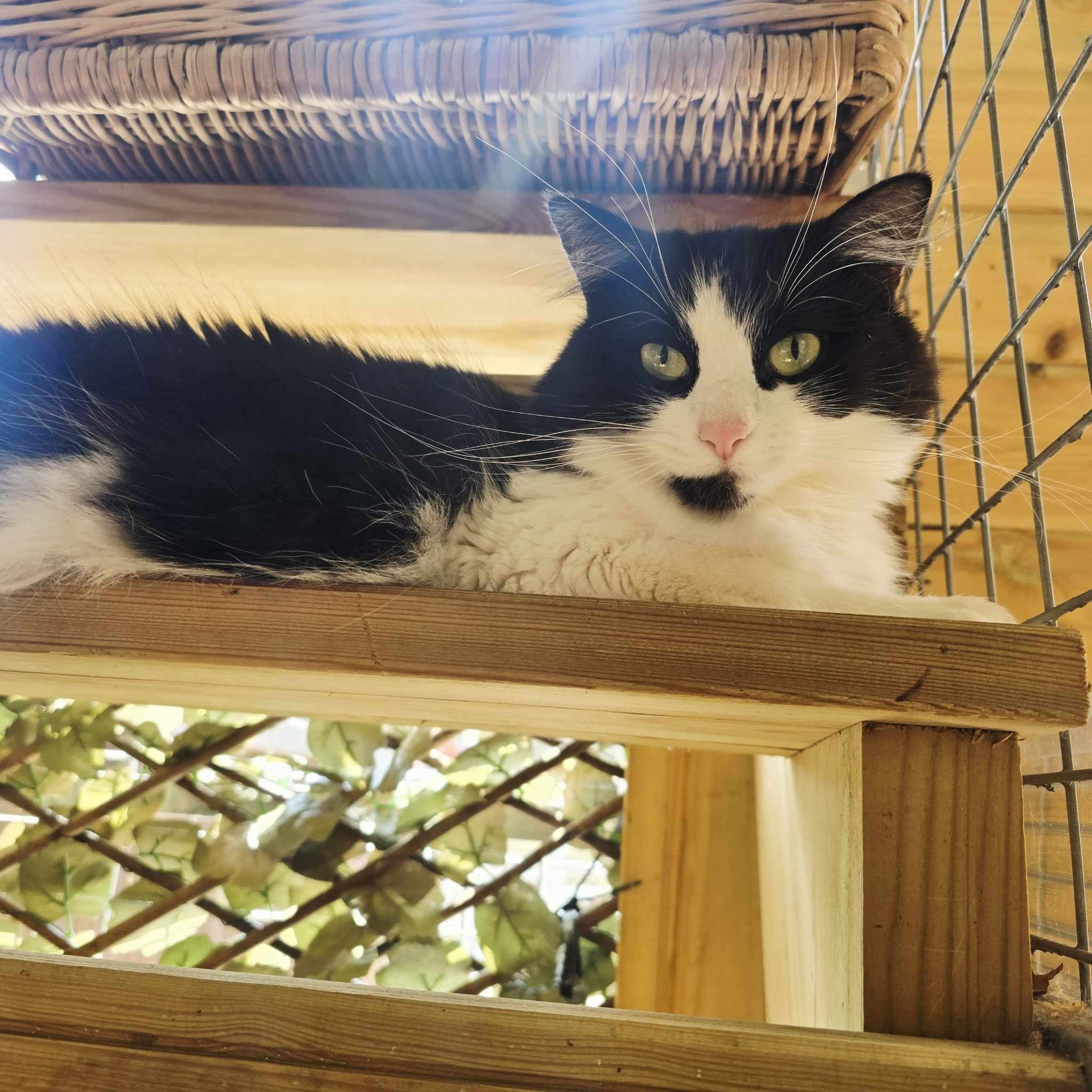 Luna- 3 Year Old Female (RESERVED)