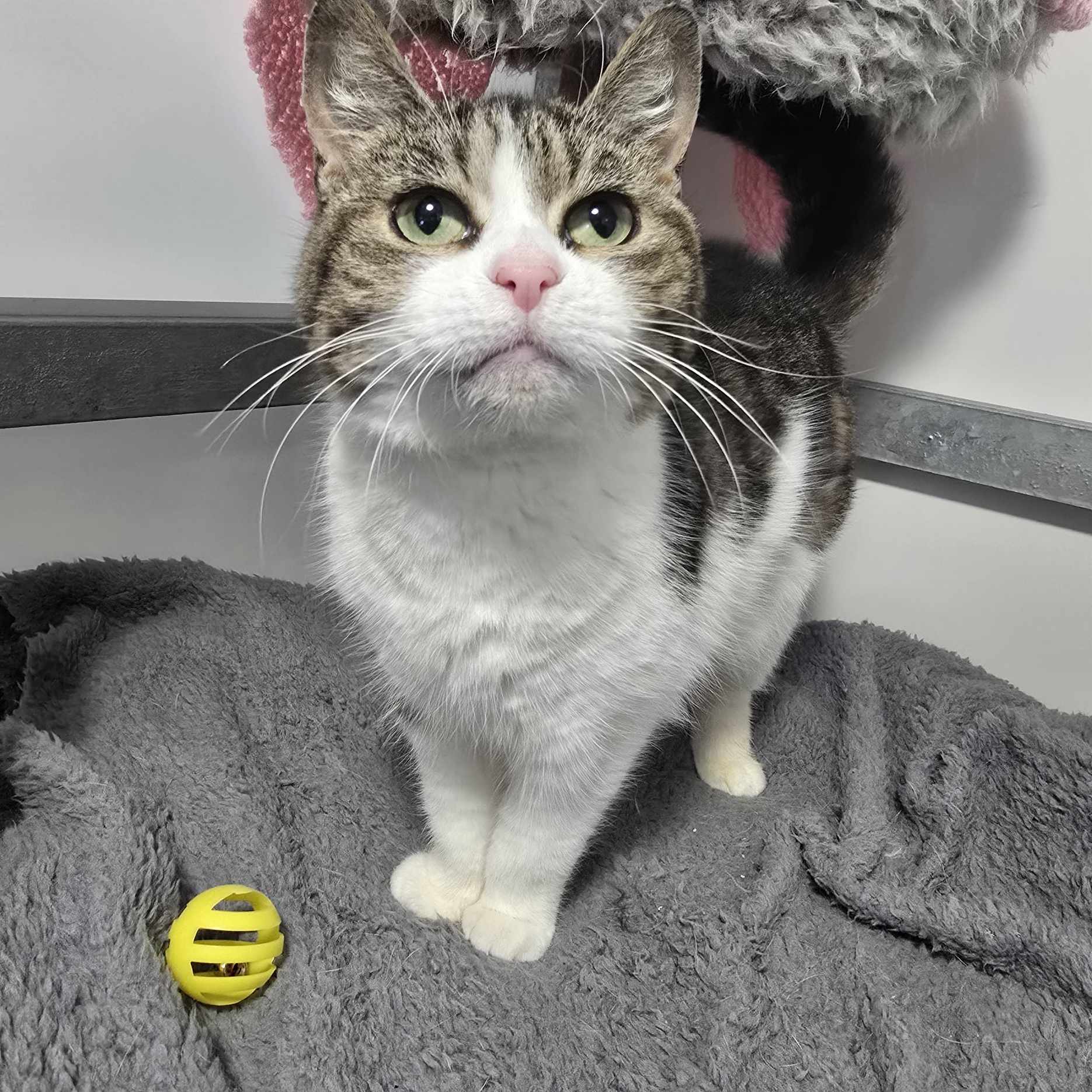 Wilma- 8 Year Old Female – RESERVED